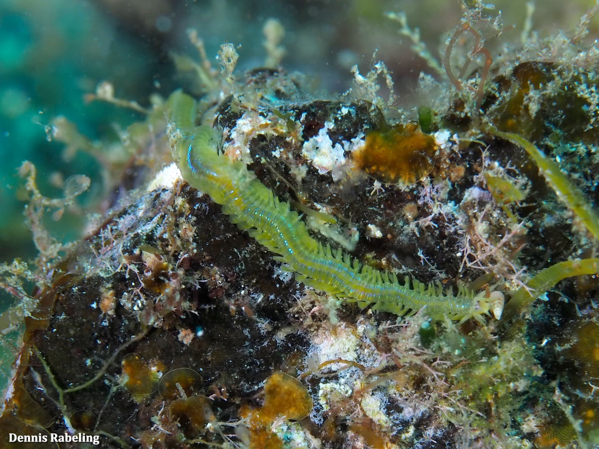 Lamellate Leaf Worm (Phyllodoce lamelligera)