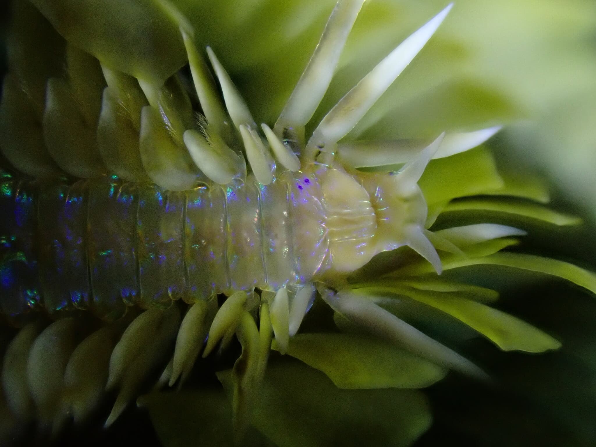 Lamellate Leaf Worm (Phyllodoce lamelligera) close-up