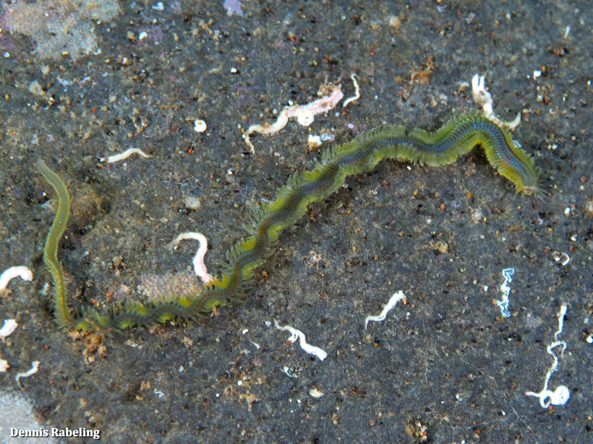 Lamellate Leaf Worm (Phyllodoce lamelligera)