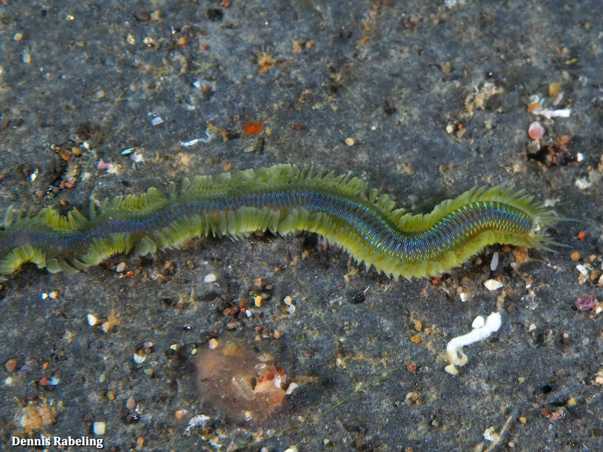 Lamellate Leaf Worm (Phyllodoce lamelligera)