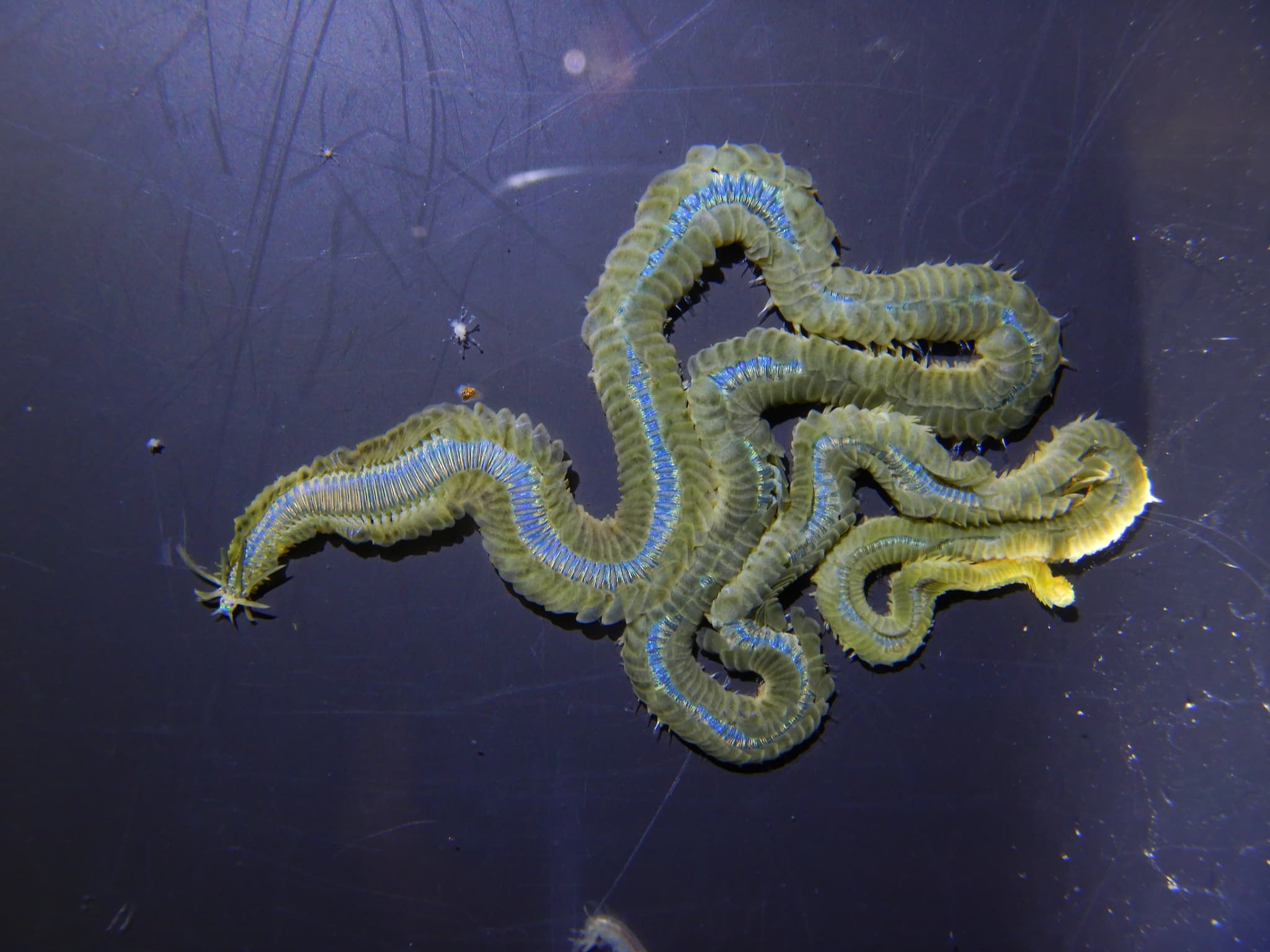 Lamellate Leaf Worm (Phyllodoce lamelligera)