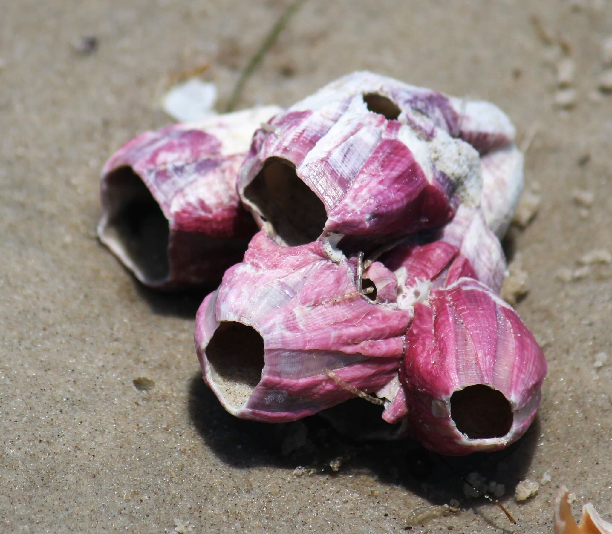 Titan Acorn Barnacle (Megabalanus tintinnabulum) shells