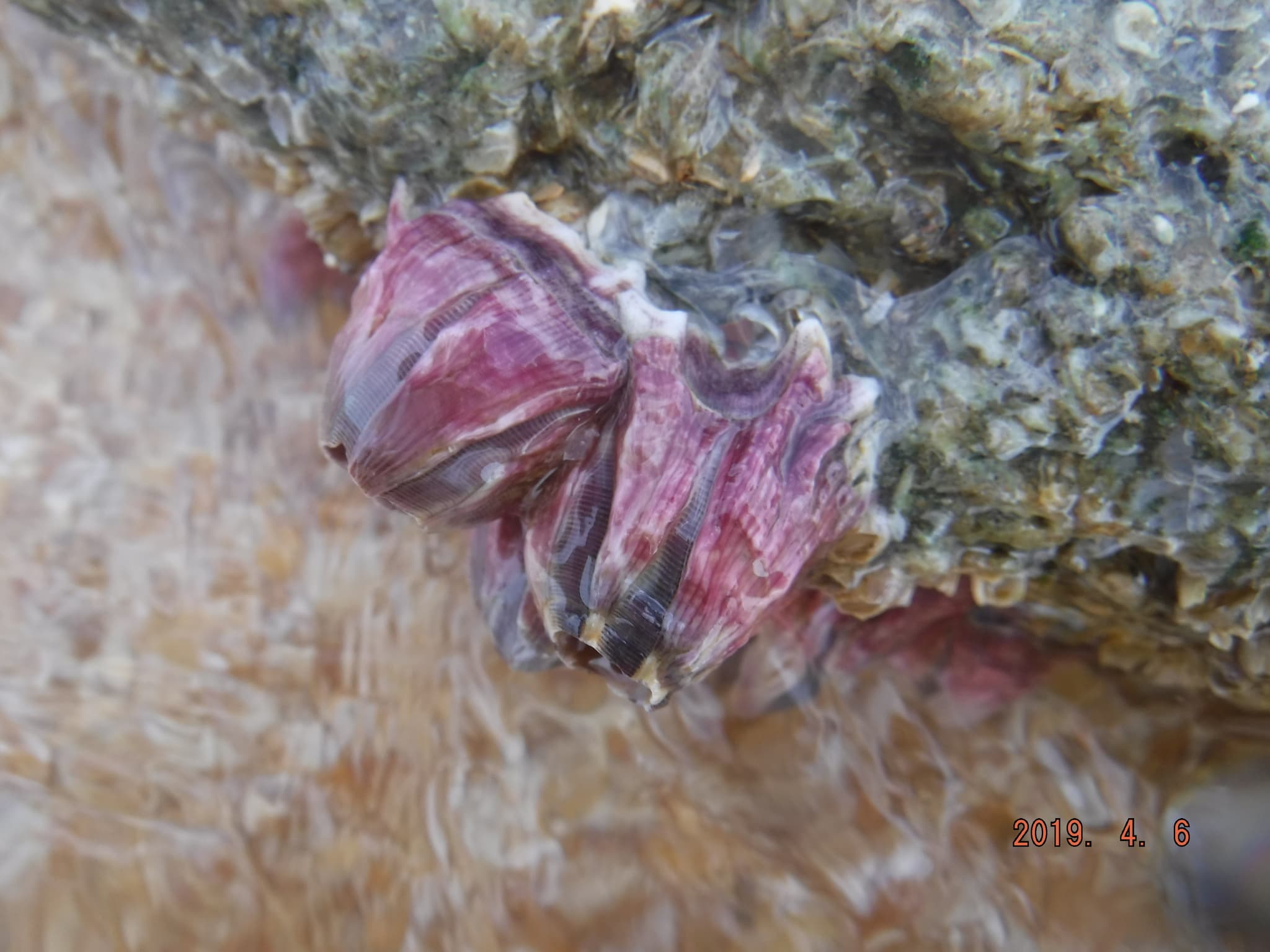 Titan Acorn Barnacles (Megabalanus tintinnabulum)