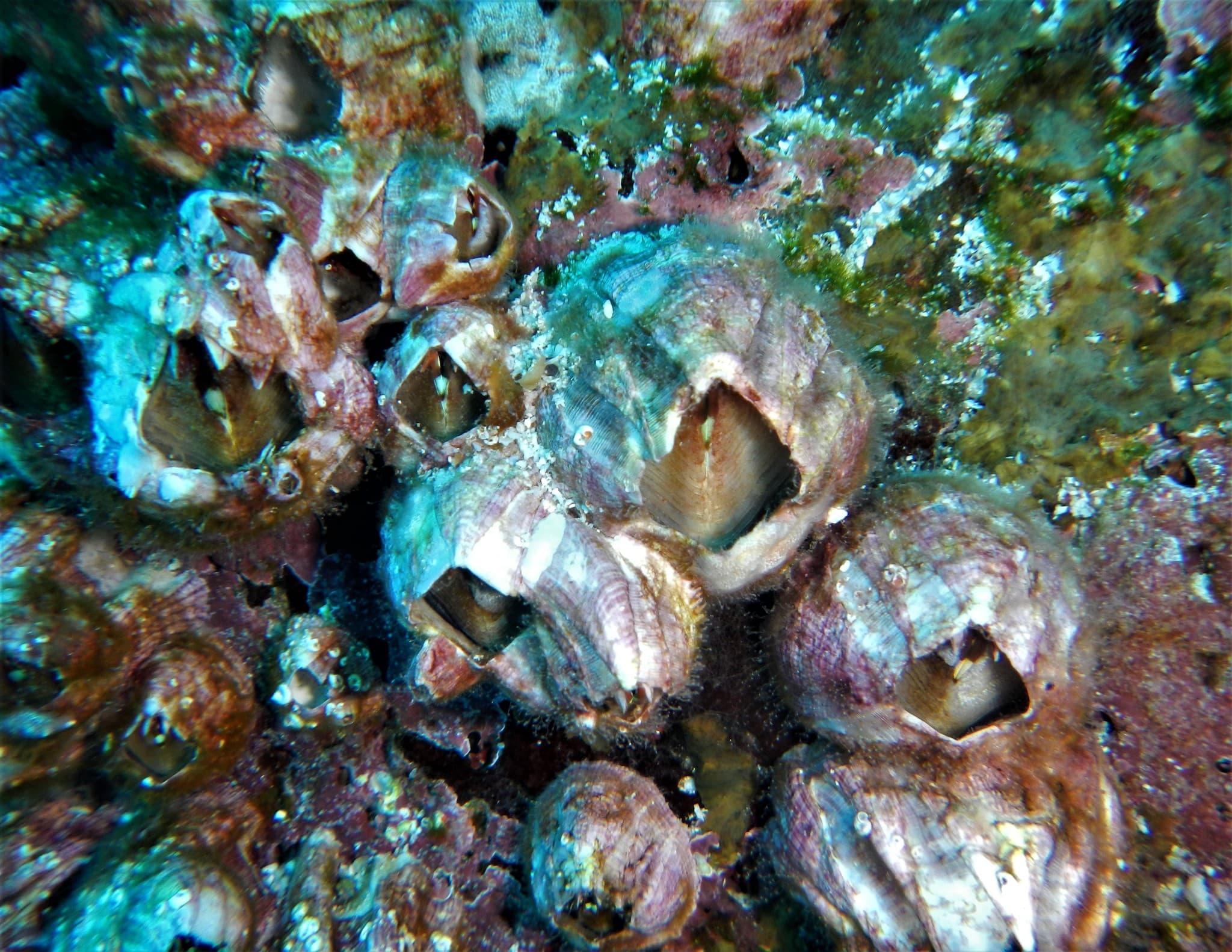 Titan Acorn Barnacles (Megabalanus tintinnabulum)