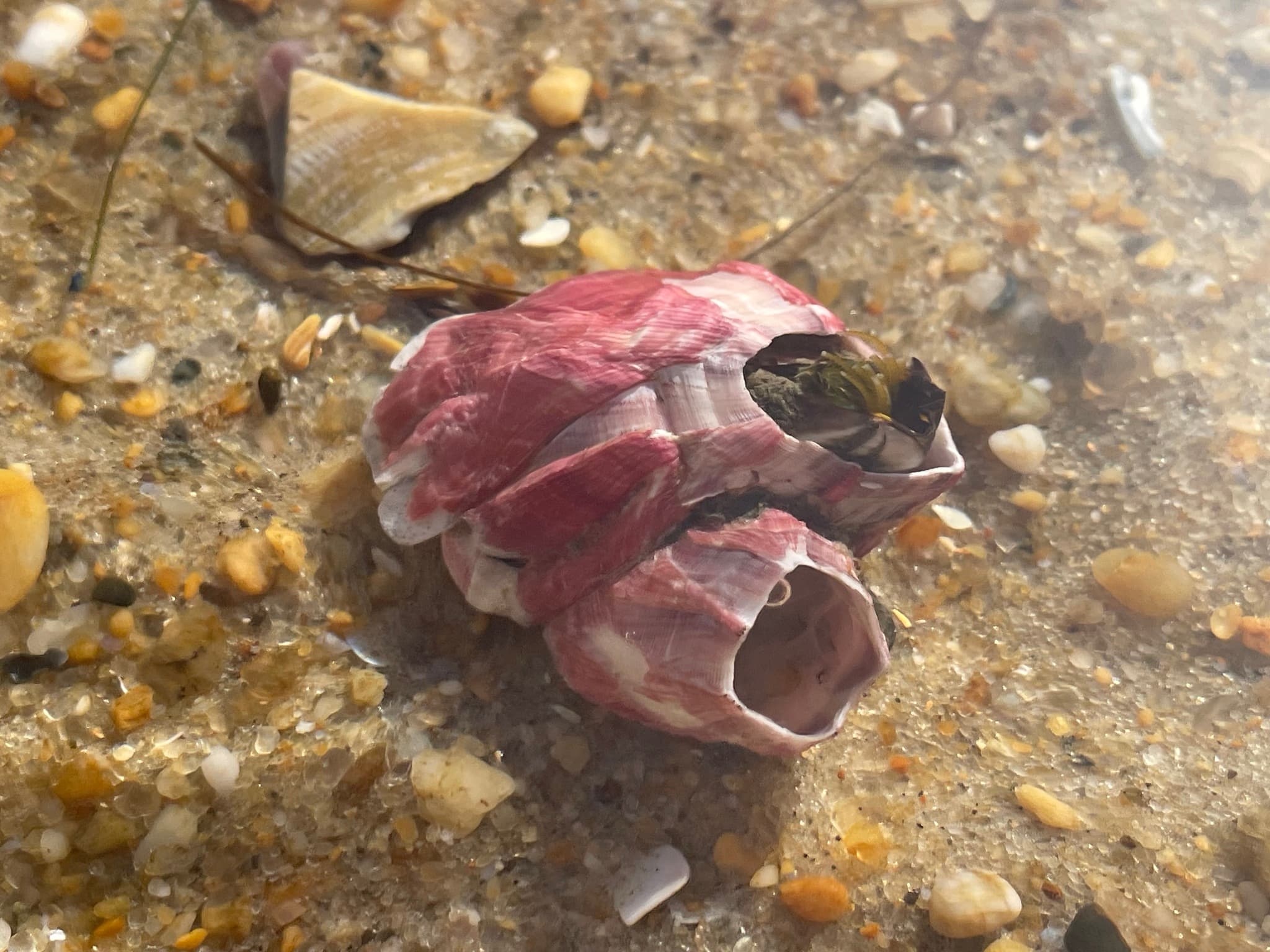 Titan Acorn Barnacles (Megabalanus tintinnabulum)