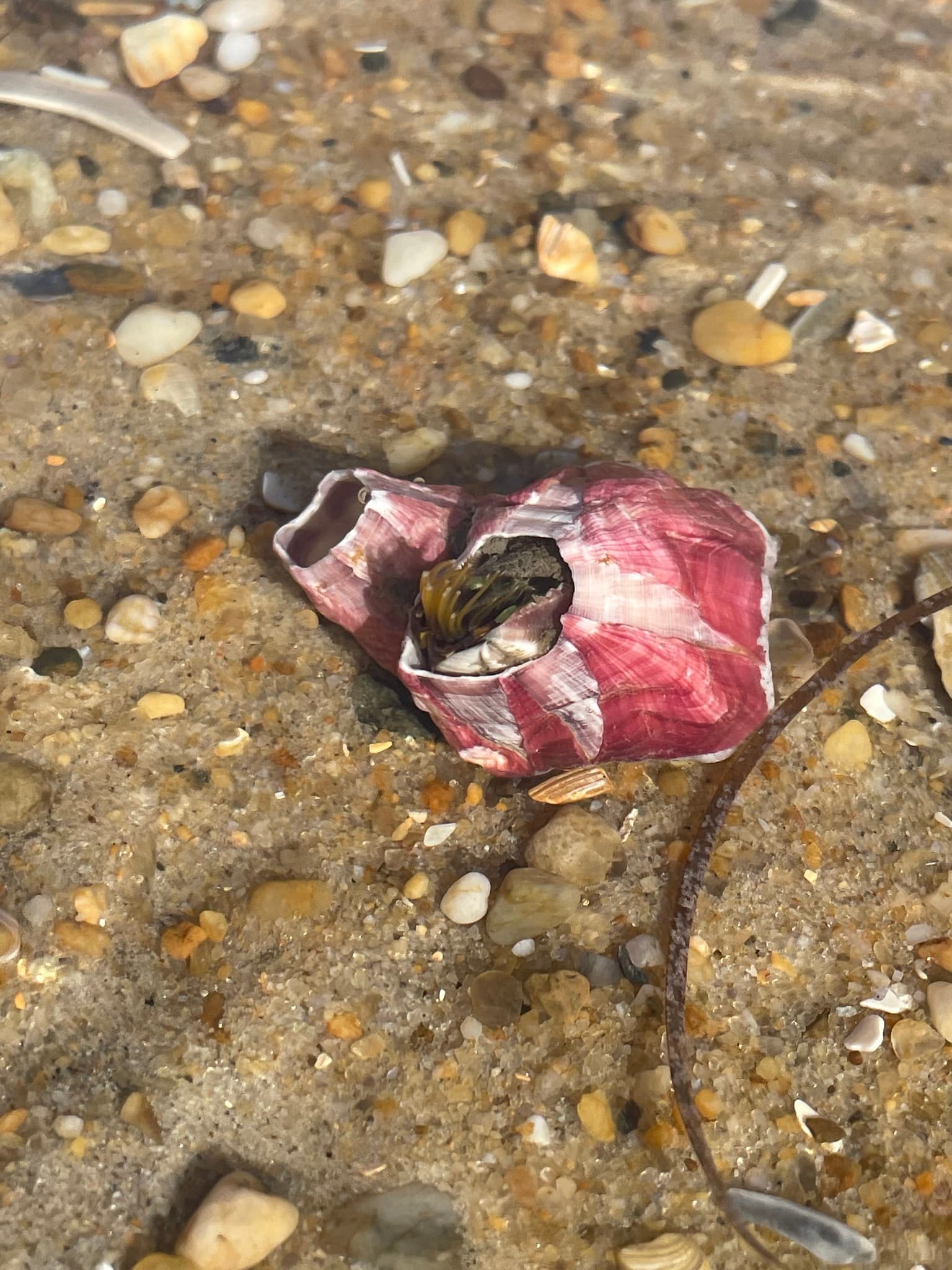 Titan Acorn Barnacles (Megabalanus tintinnabulum)