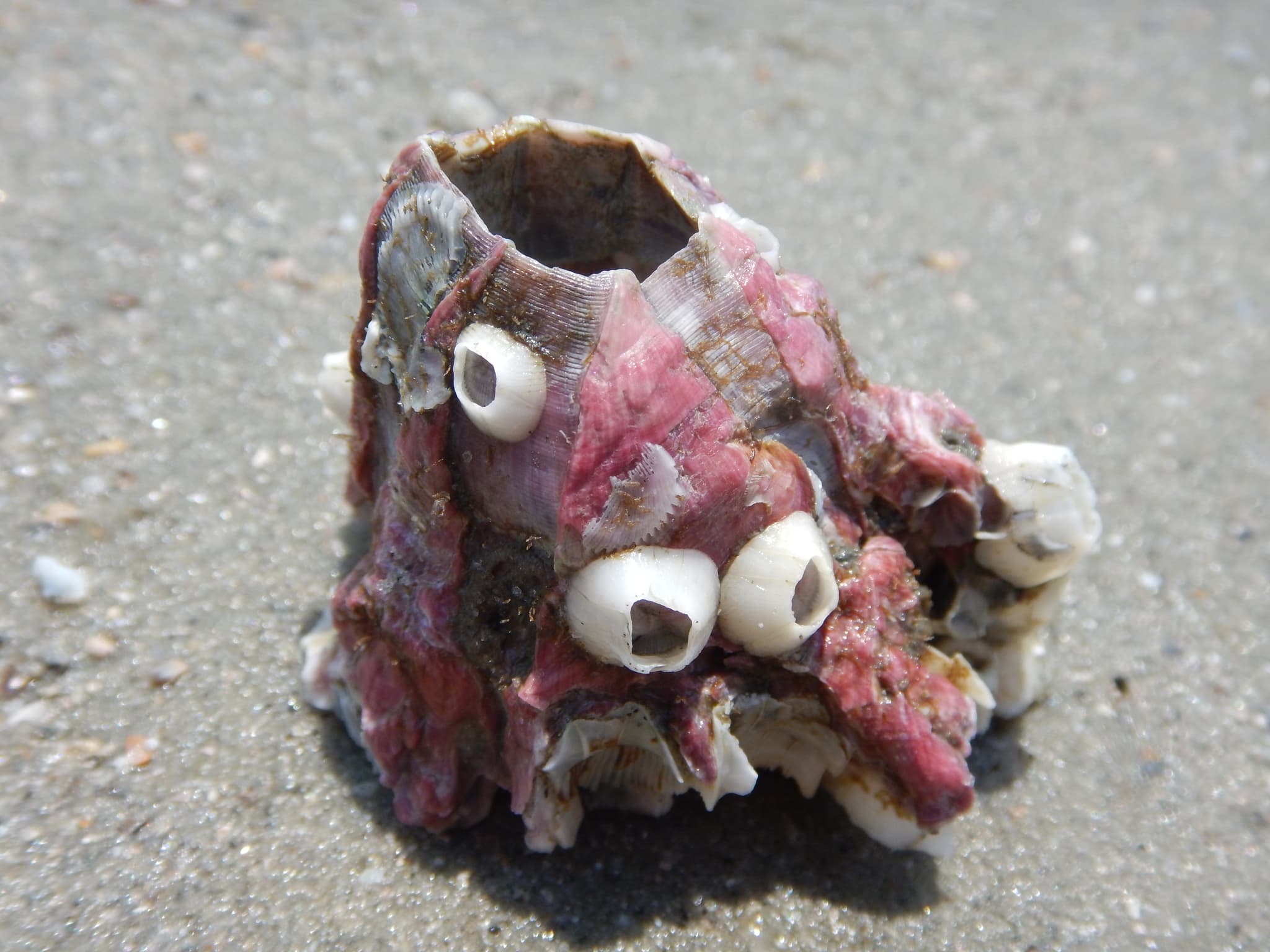 Titan Acorn Barnacle (Megabalanus tintinnabulum) shell