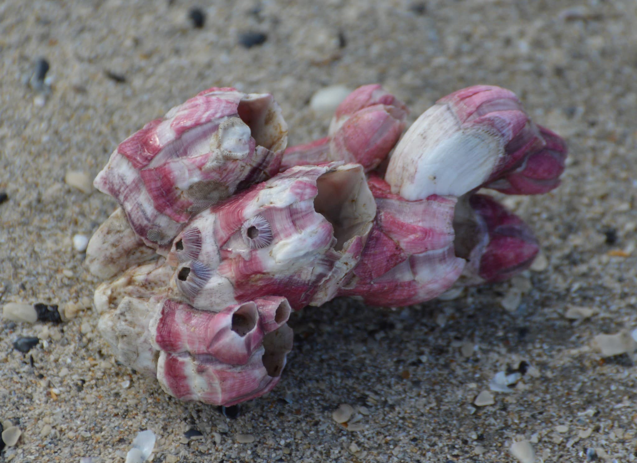 Titan Acorn Barnacle (Megabalanus tintinnabulum) shells