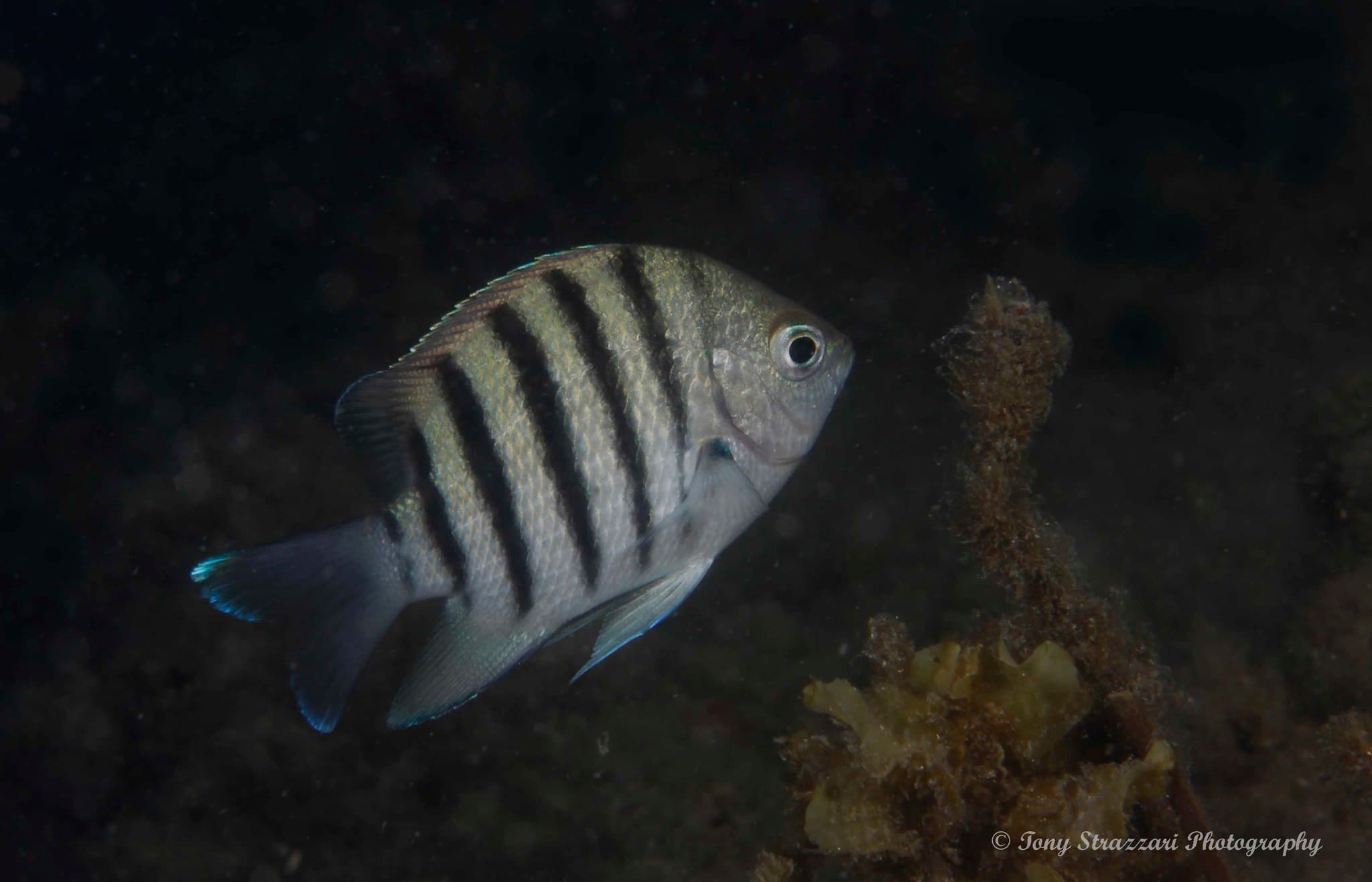 Bengal Sergeant (Abudefduf bengalensis)