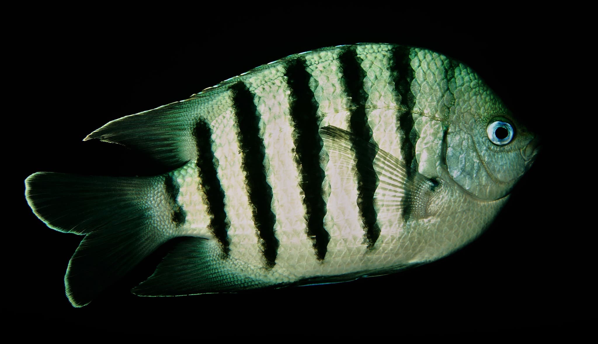 Bengal Sergeant (Abudefduf bengalensis)