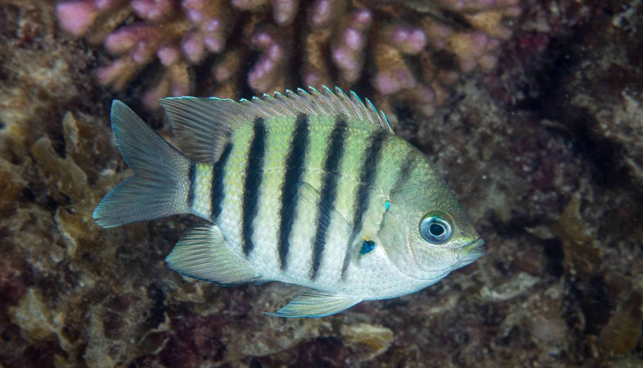 Bengal Sergeant (Abudefduf bengalensis)