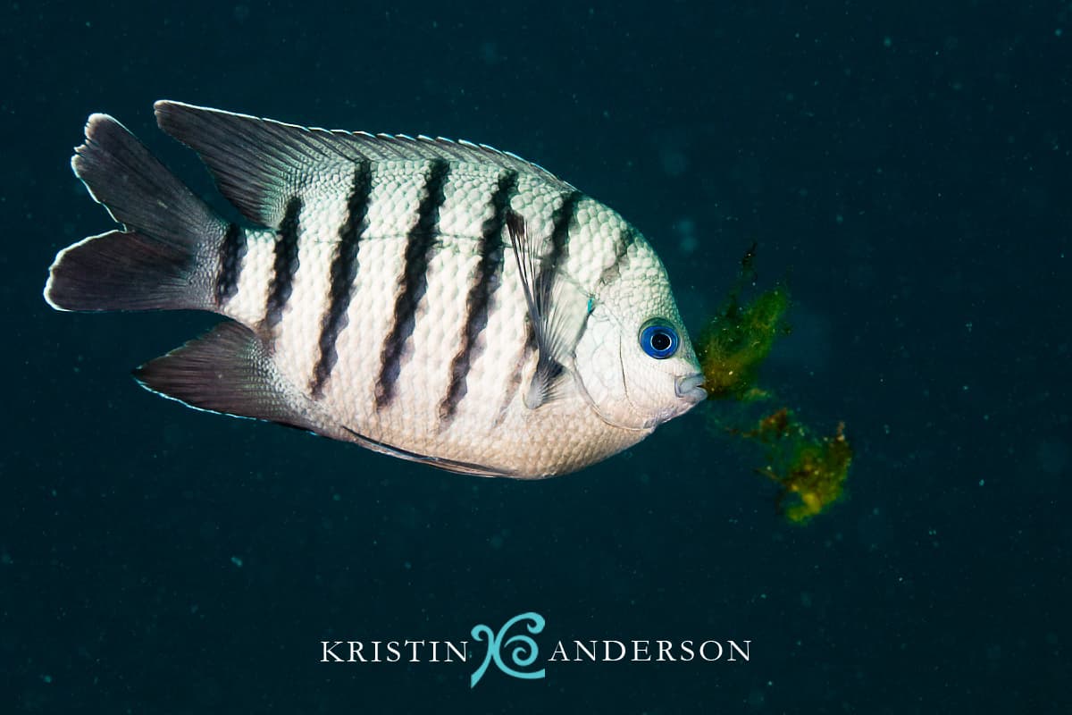 Bengal Sergeant (Abudefduf bengalensis)