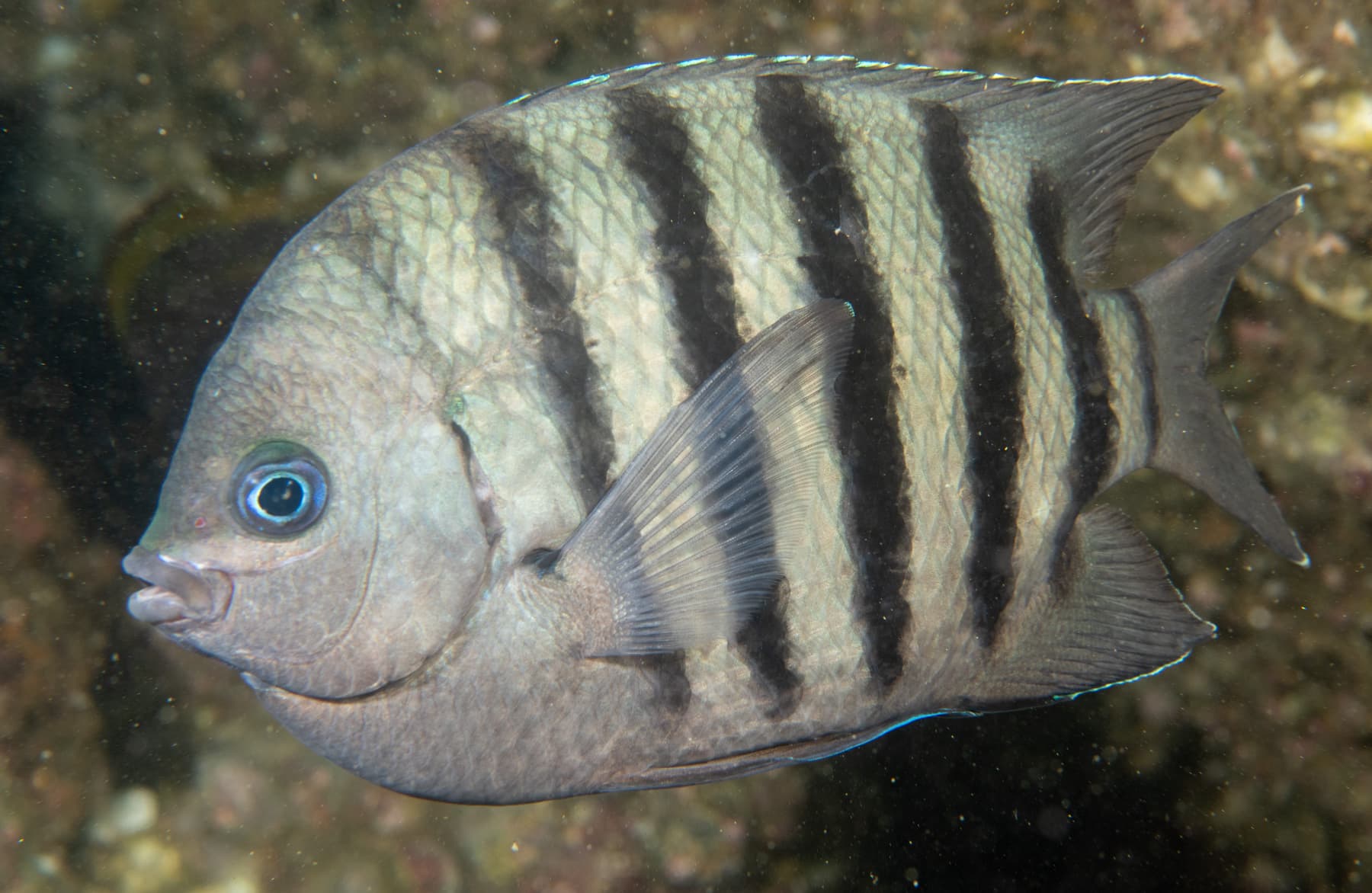 Bengal Sergeant (Abudefduf bengalensis)