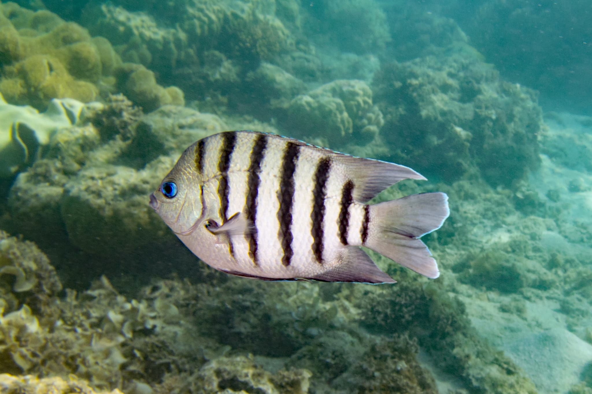 Bengal Sergeant (Abudefduf bengalensis)