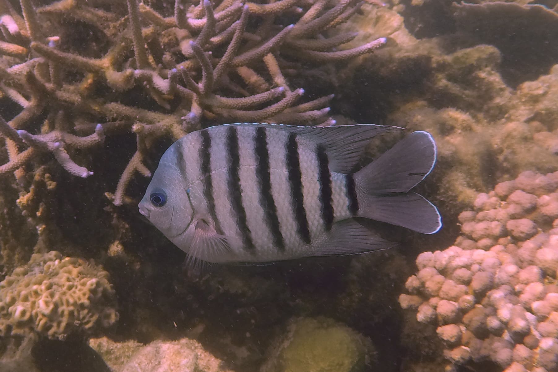 Bengal Sergeant (Abudefduf bengalensis)