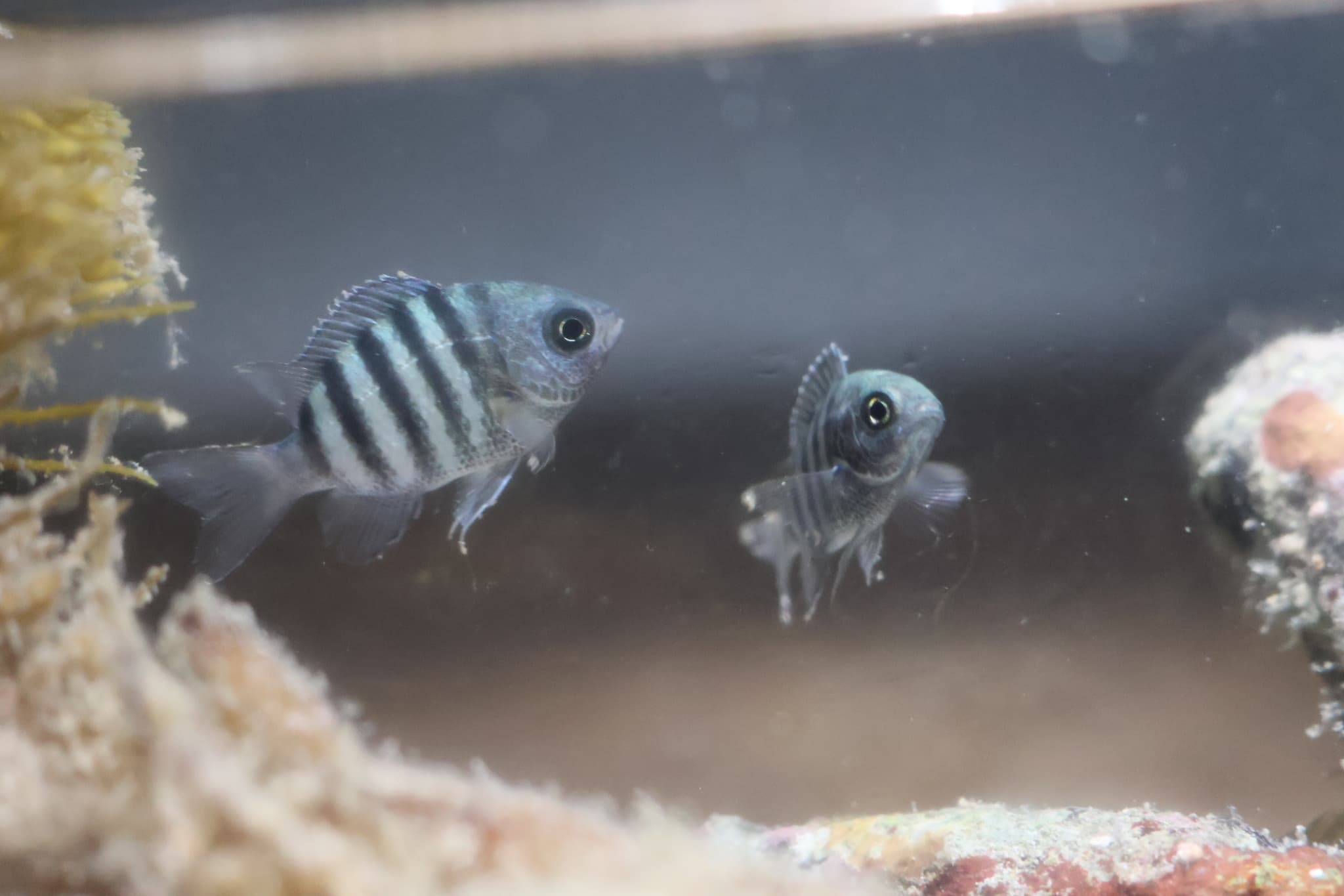 Bengal Sergeant (Abudefduf bengalensis) juveniles