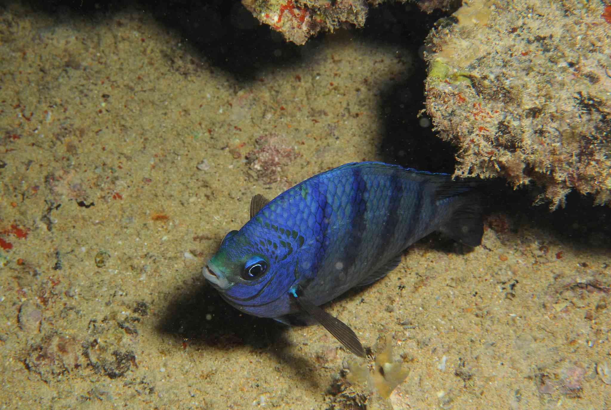 African Sergeant (Abudefduf hoefleri)