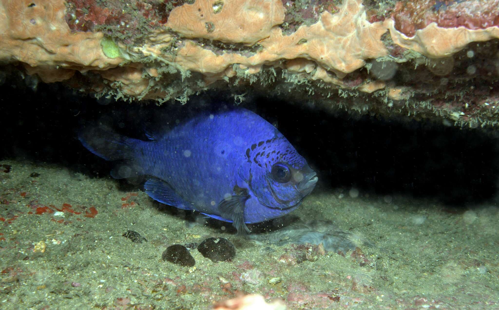 African Sergeant (Abudefduf hoefleri)