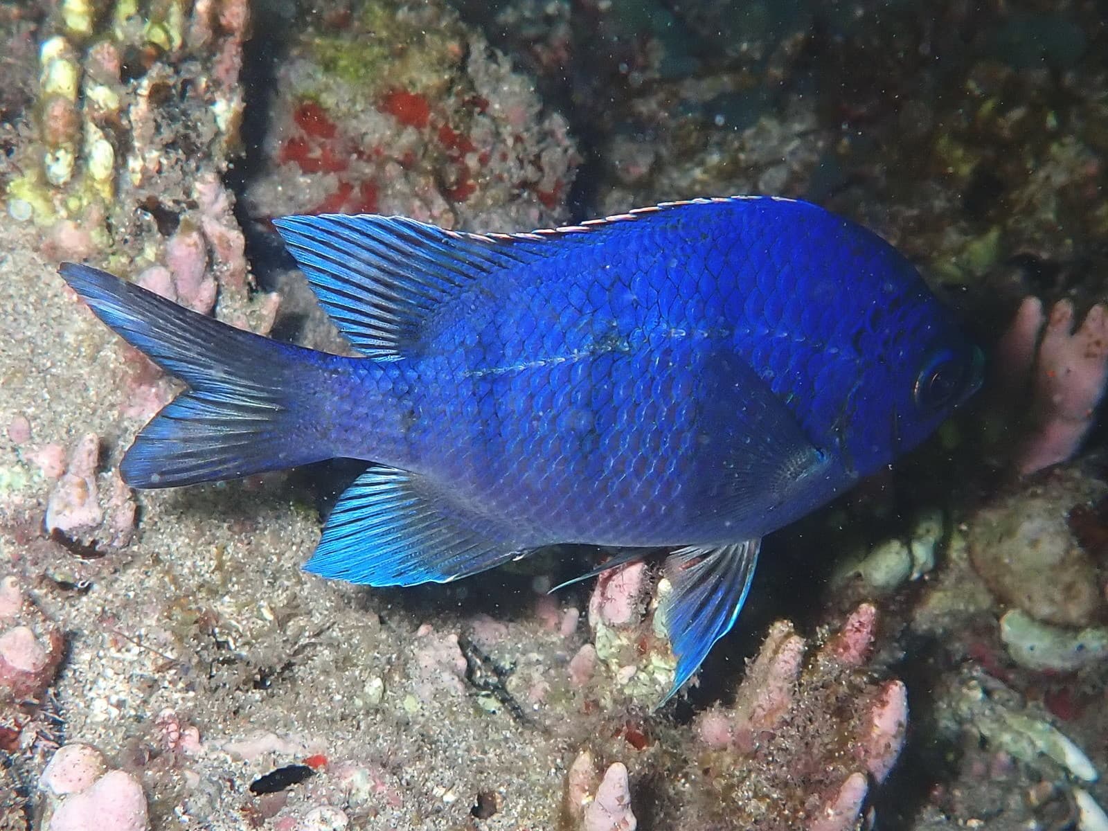 African Sergeant (Abudefduf hoefleri)