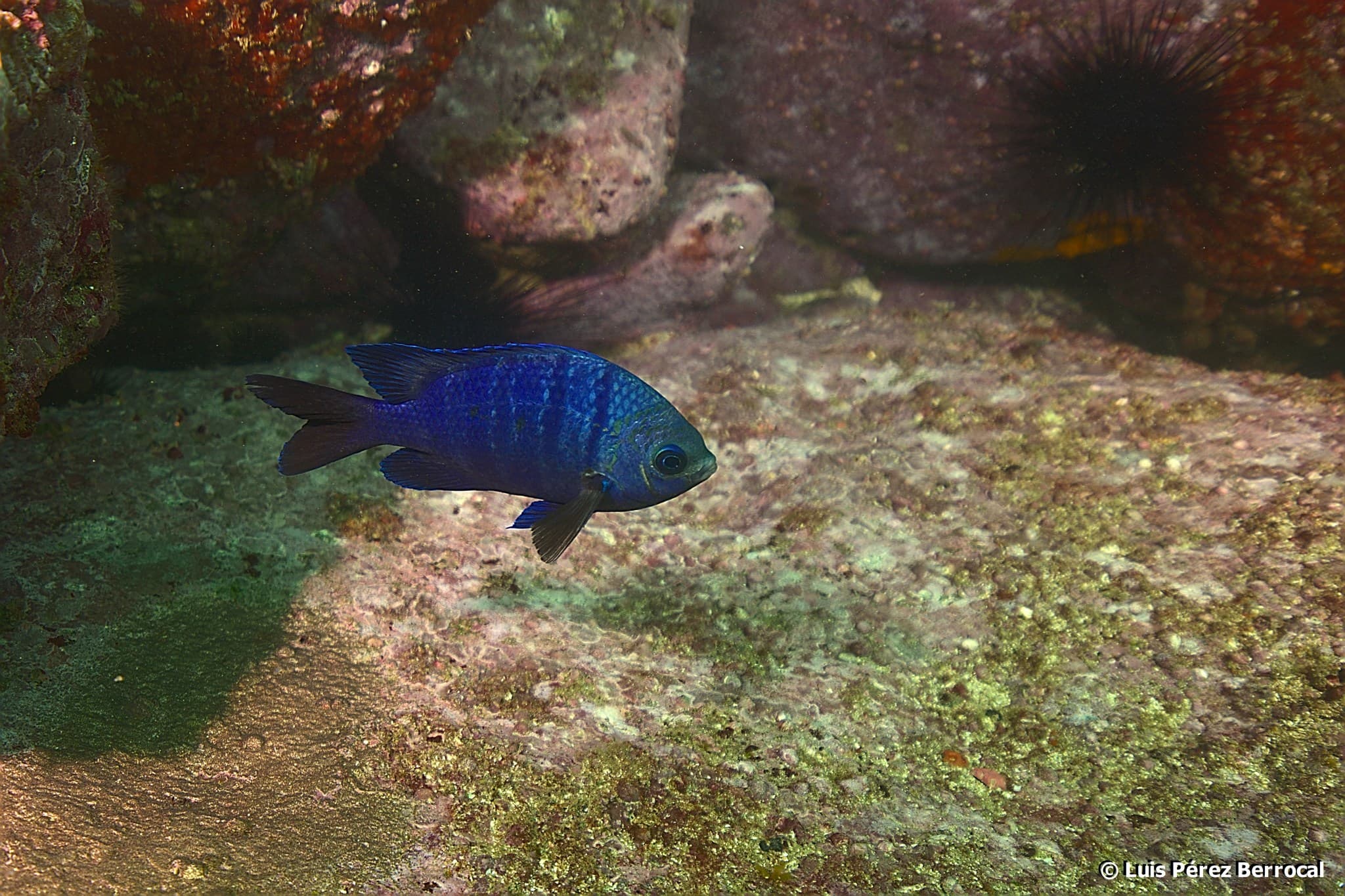 African Sergeant (Abudefduf hoefleri)