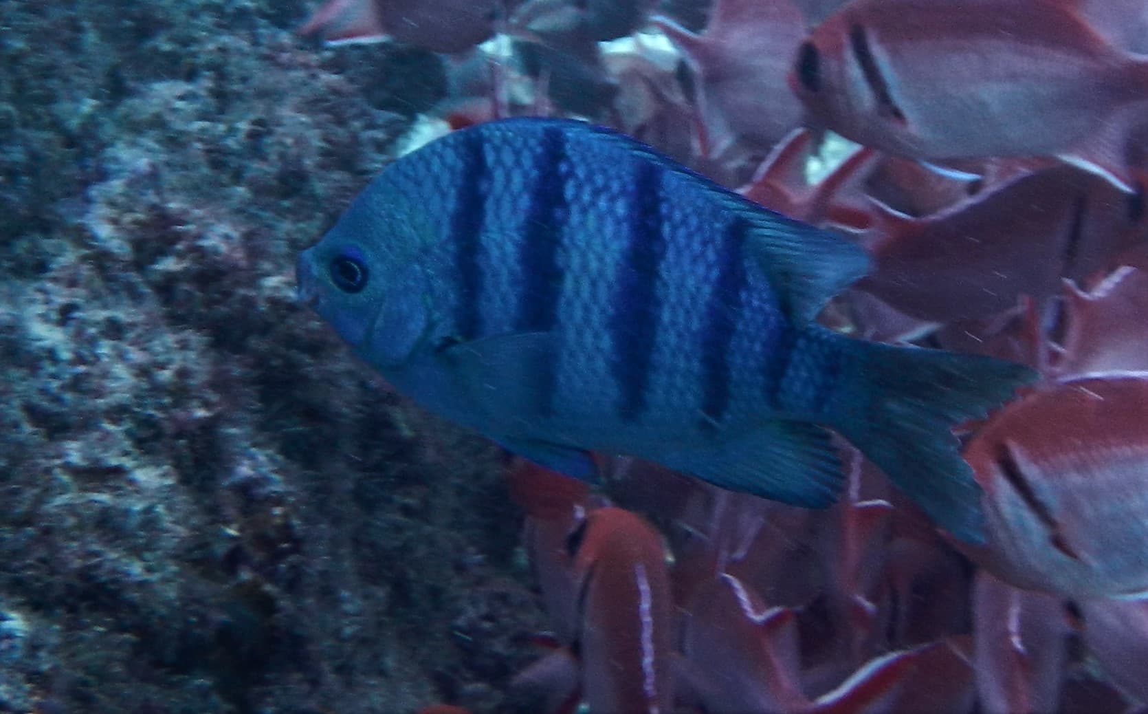 African Sergeant (Abudefduf hoefleri)