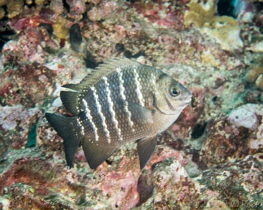 Blackspot Sergeant (Abudefduf sordidus)