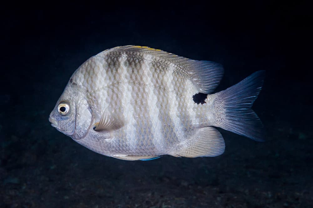 Blackspot Sergeant (Abudefduf sordidus)