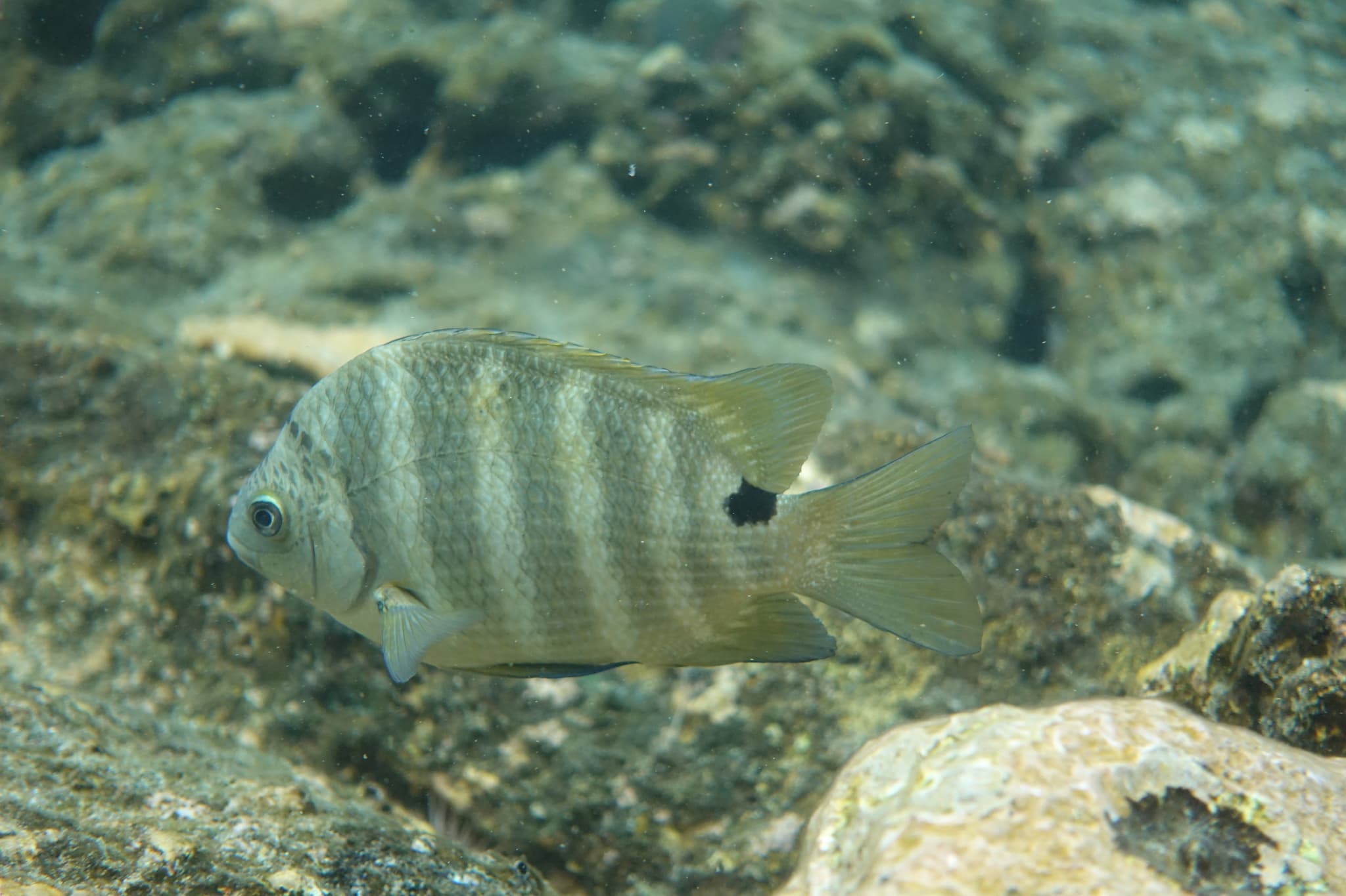 Blackspot Sergeant (Abudefduf sordidus)