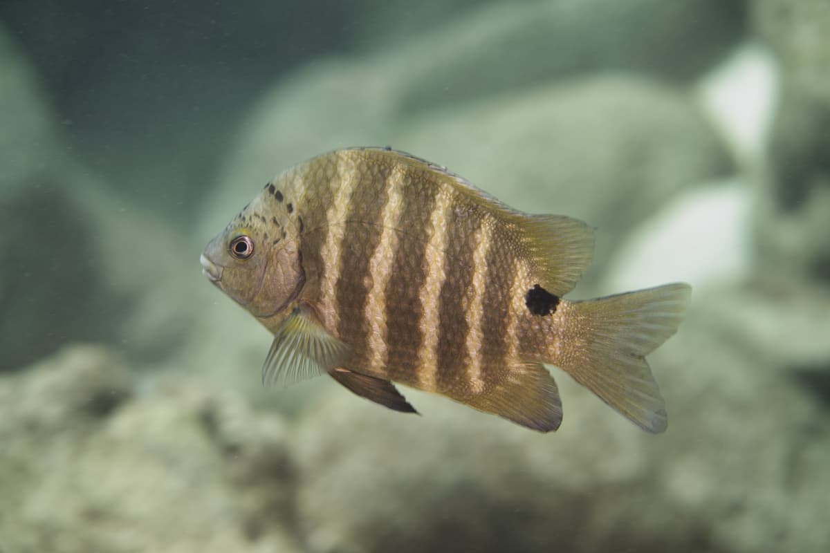 Blackspot Sergeant (Abudefduf sordidus)