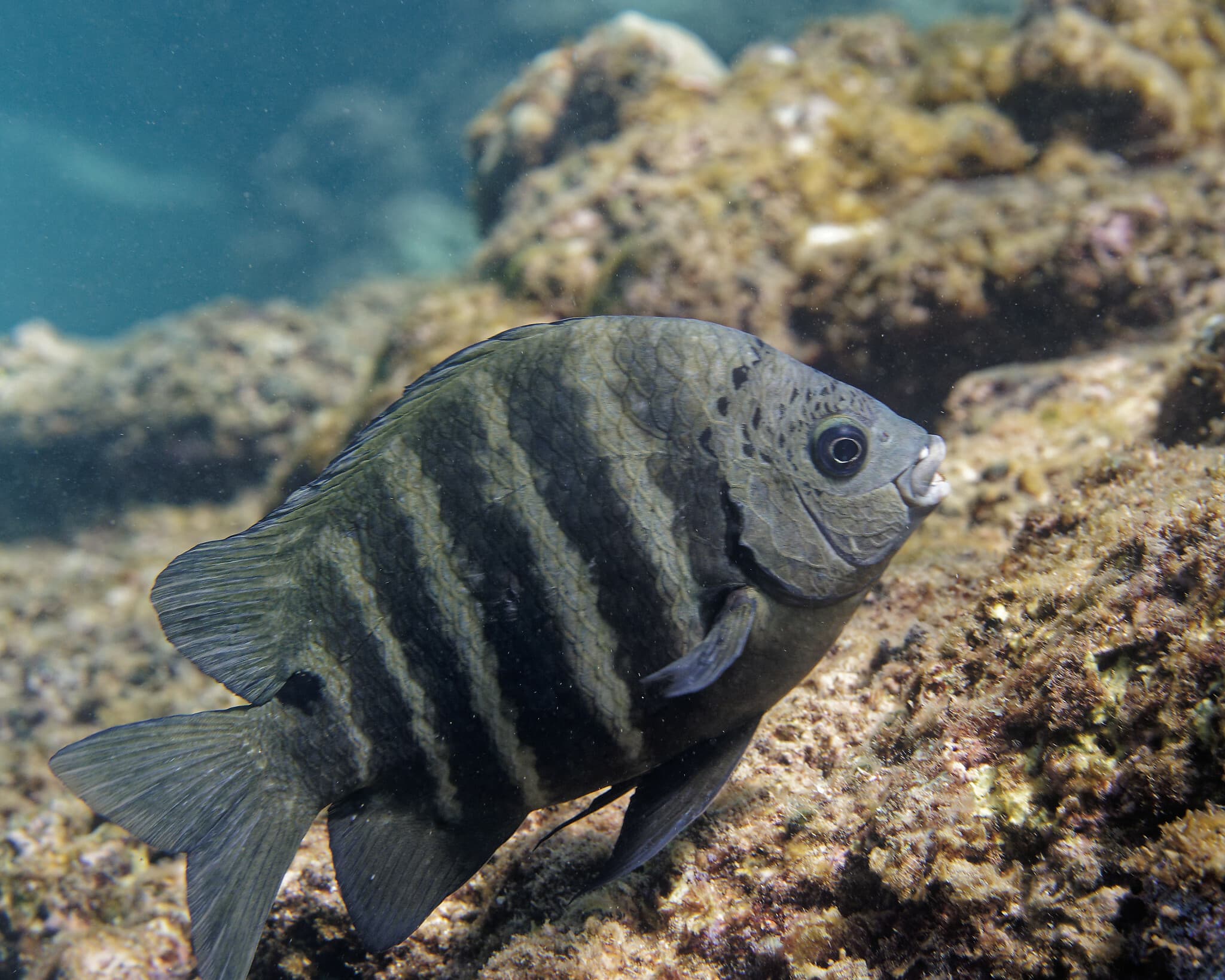 Blackspot Sergeant (Abudefduf sordidus)