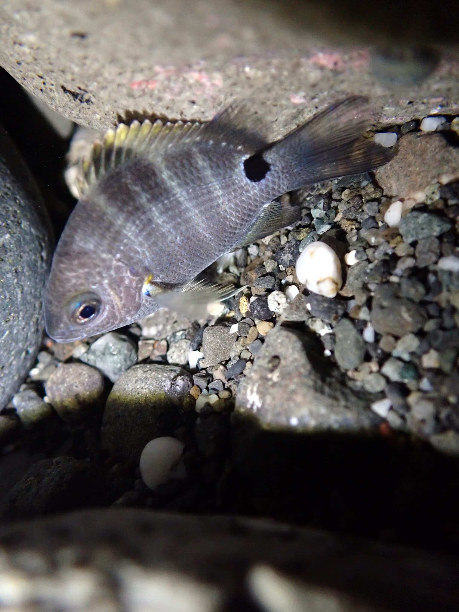 Blackspot Sergeant (Abudefduf sordidus)