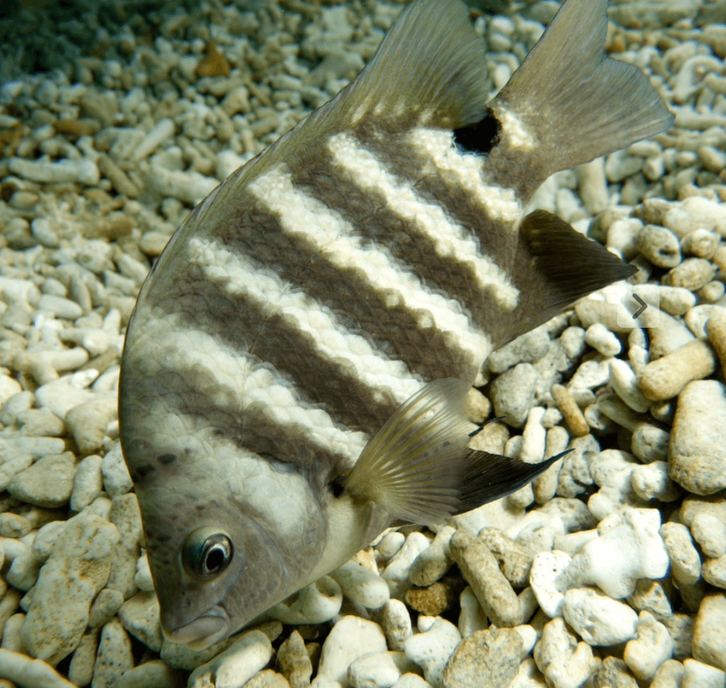 Blackspot Sergeant (Abudefduf sordidus)