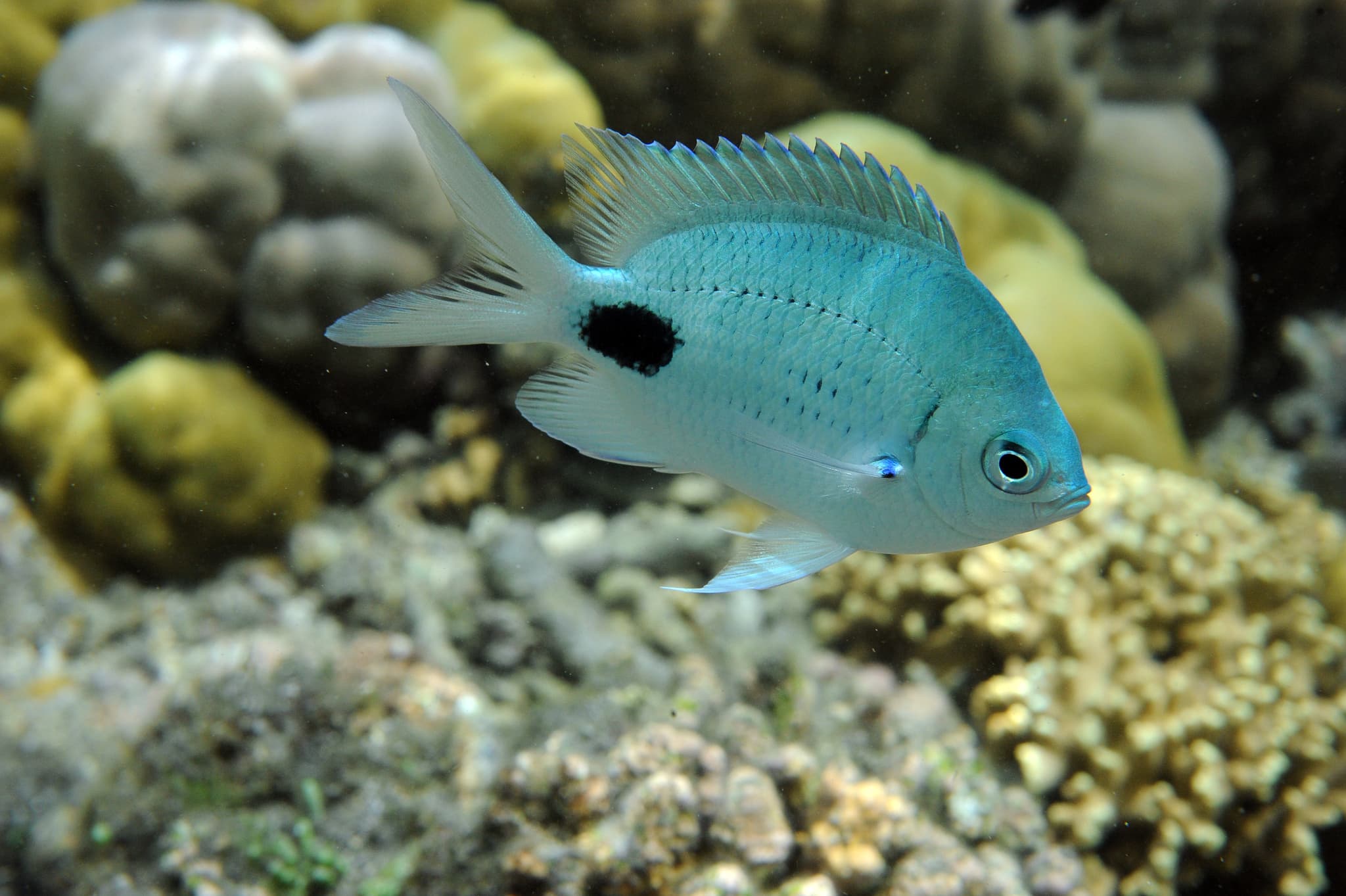 False-eye Sergeant (Abudefduf sparoides)