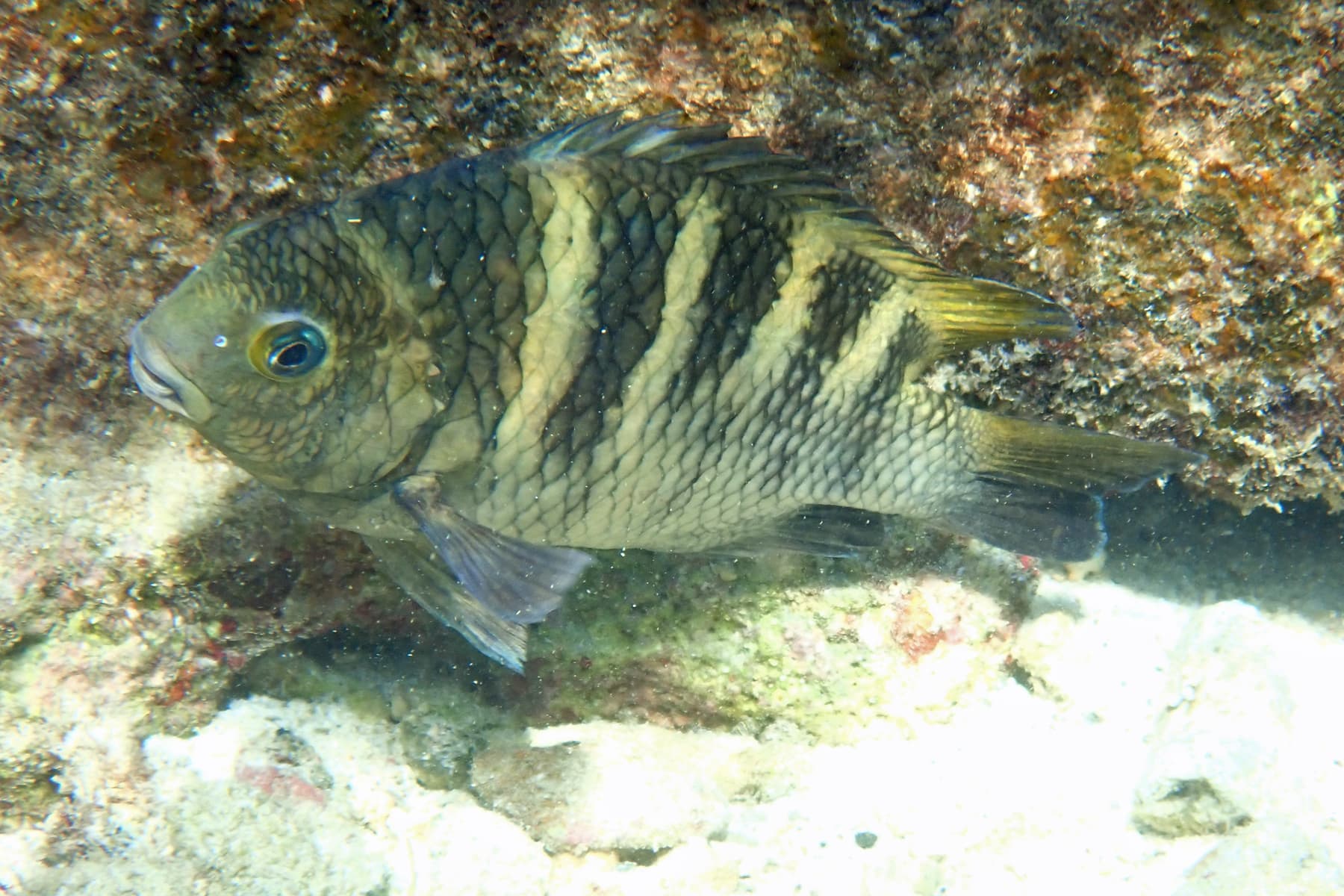 Night Sergeant (Abudefduf taurus)