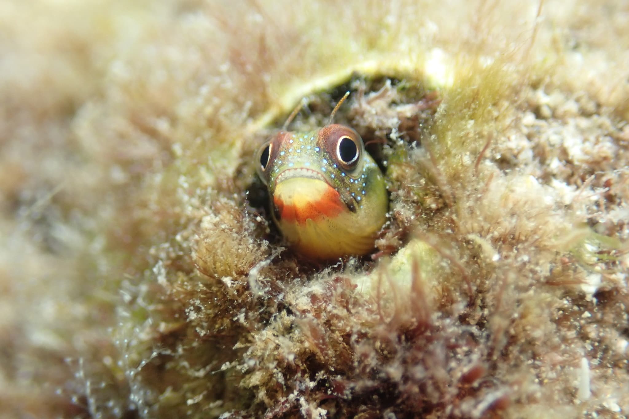 Barnacle Blenny (Acanthemblemaria macrospilus)