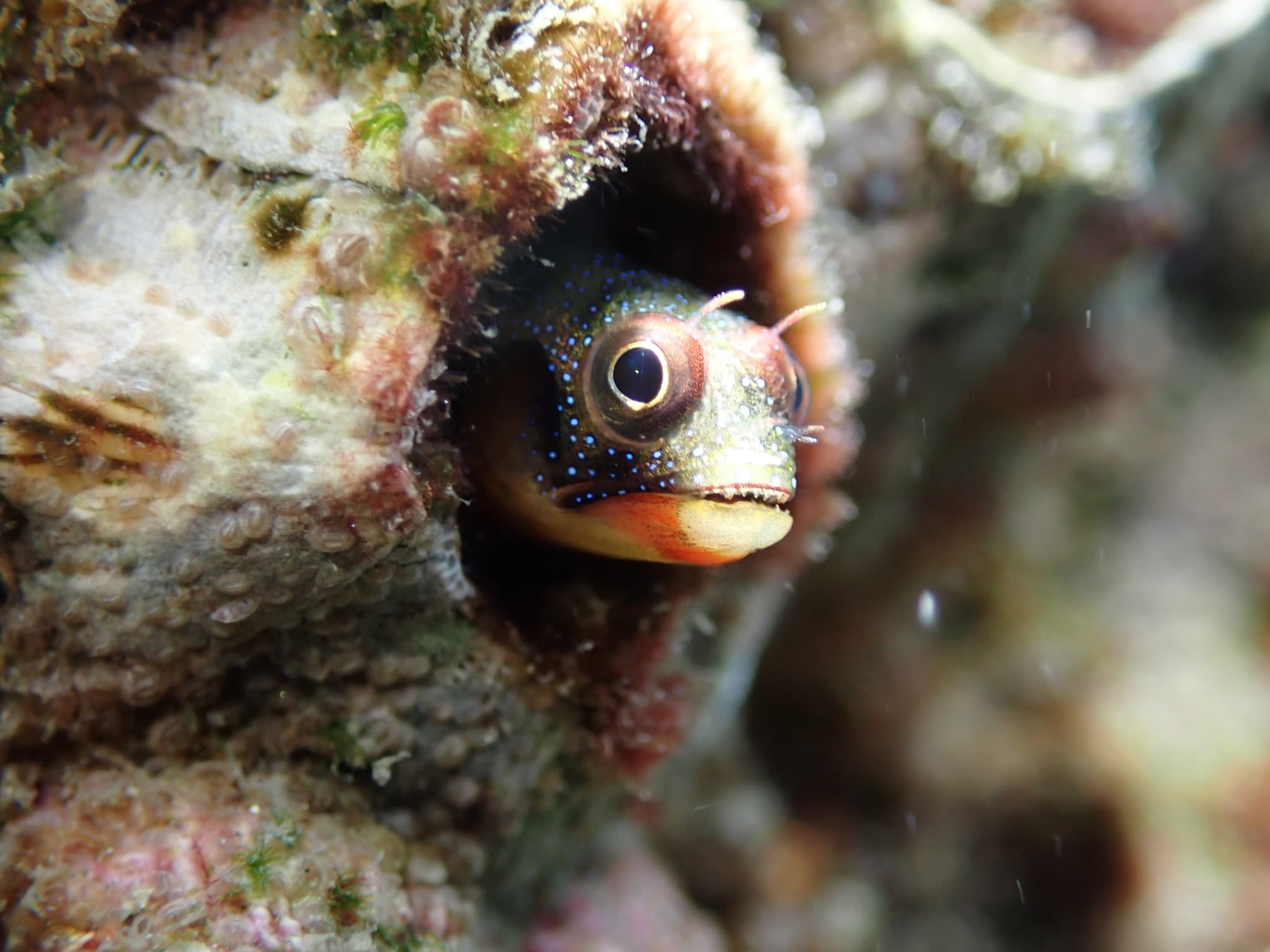 Barnacle Blenny (Acanthemblemaria macrospilus)