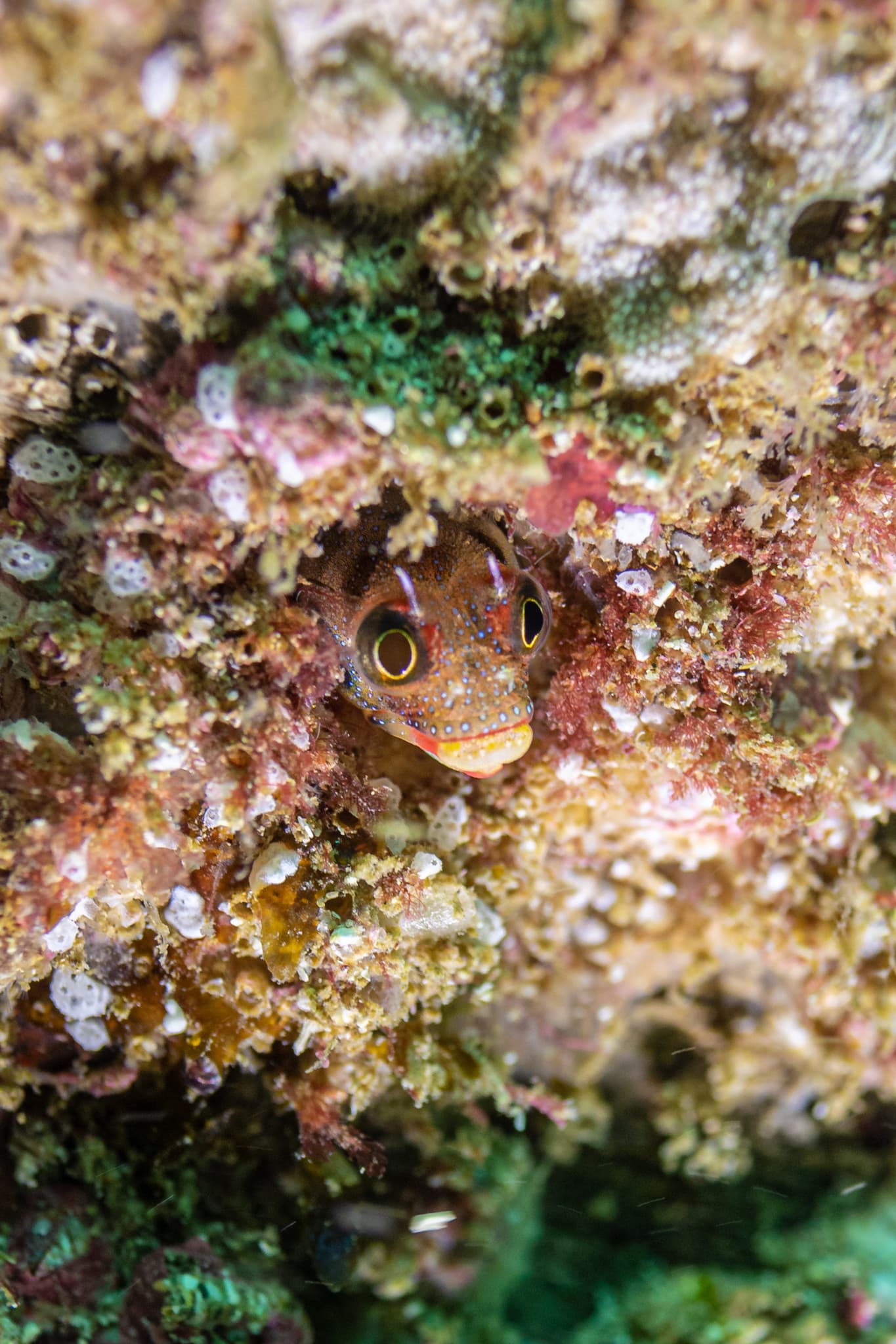 Barnacle Blenny (Acanthemblemaria macrospilus)