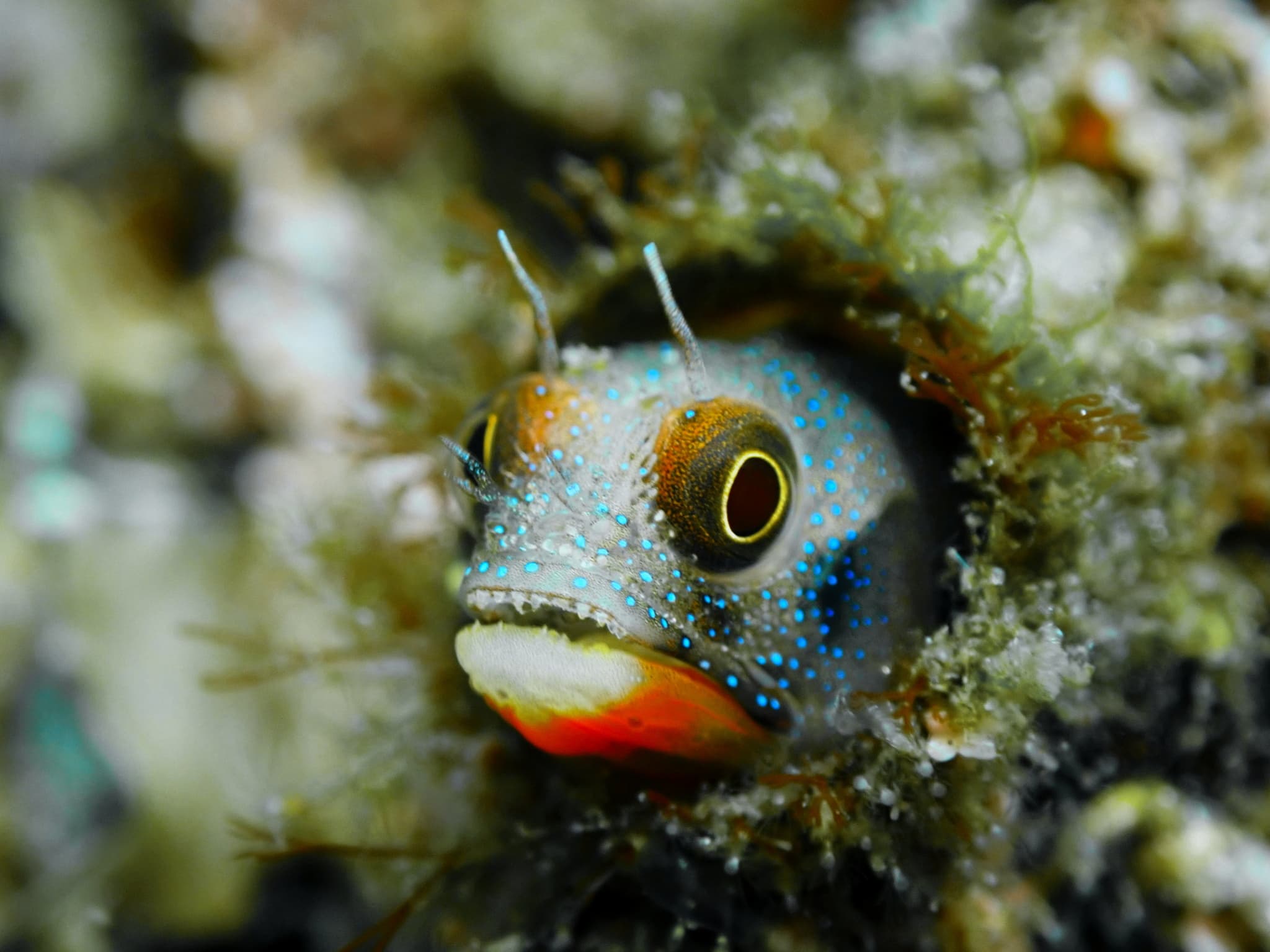 Barnacle Blenny (Acanthemblemaria macrospilus)