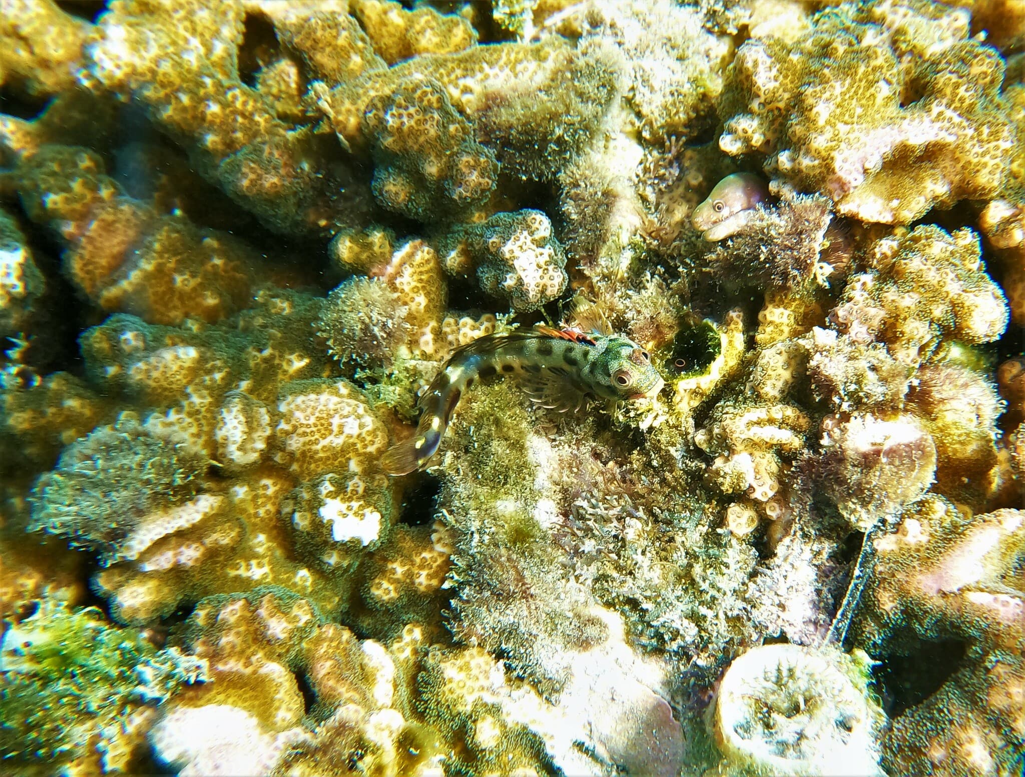 Barnacle Blenny (Acanthemblemaria macrospilus)