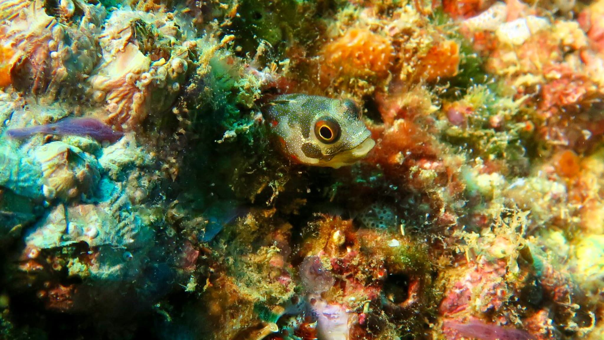 Barnacle Blenny (Acanthemblemaria macrospilus)