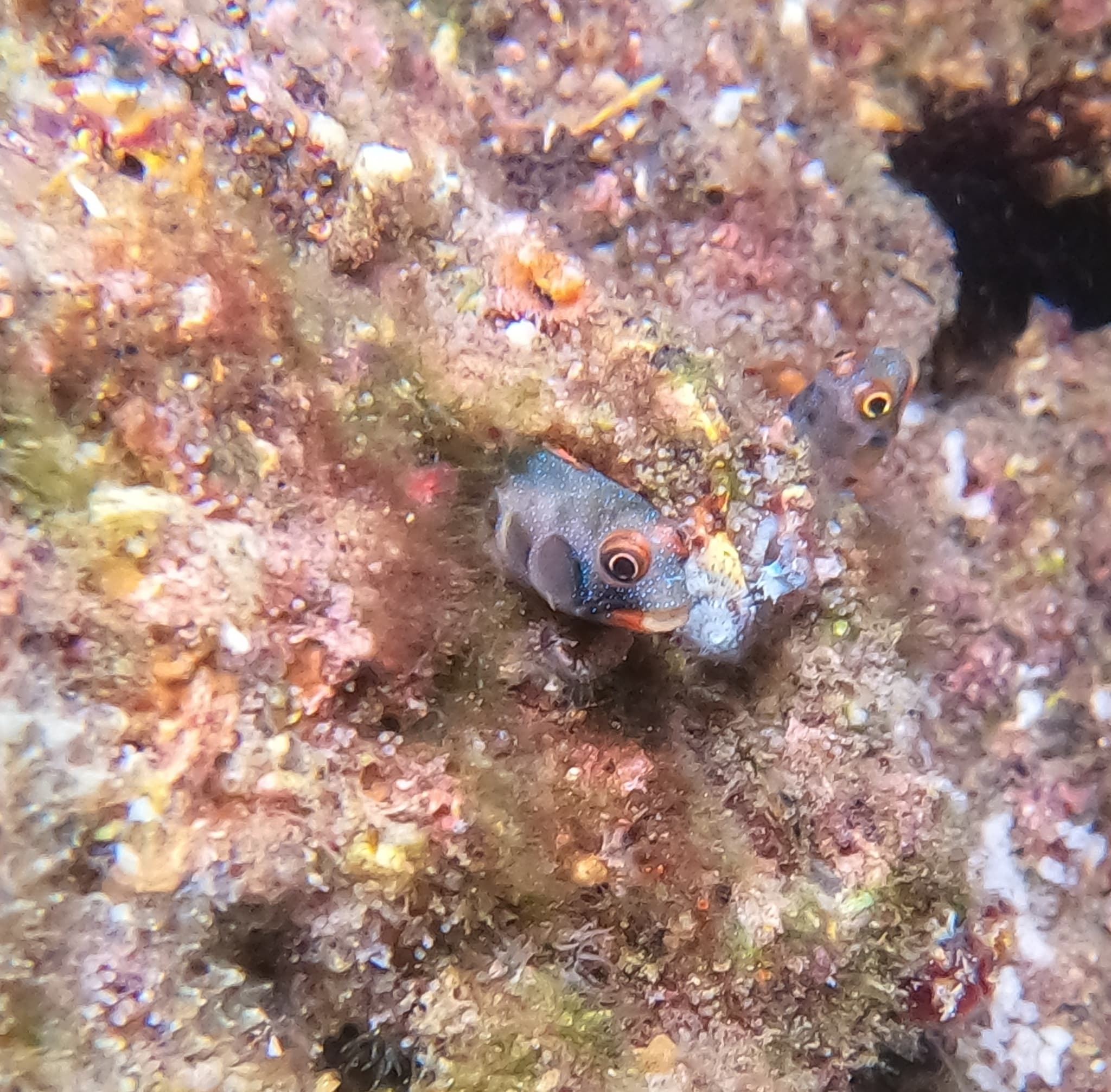 Barnacle Blenny (Acanthemblemaria macrospilus)