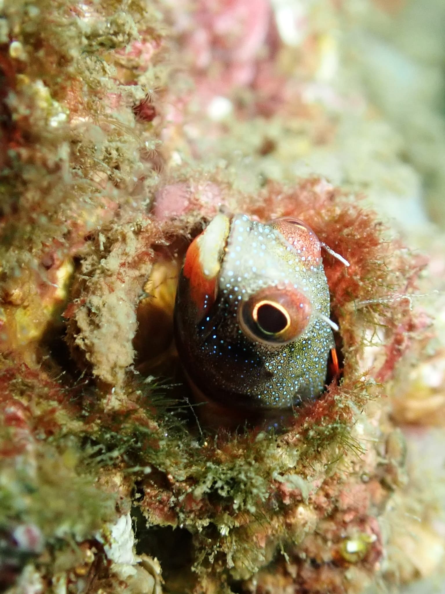 Barnacle Blenny (Acanthemblemaria macrospilus)