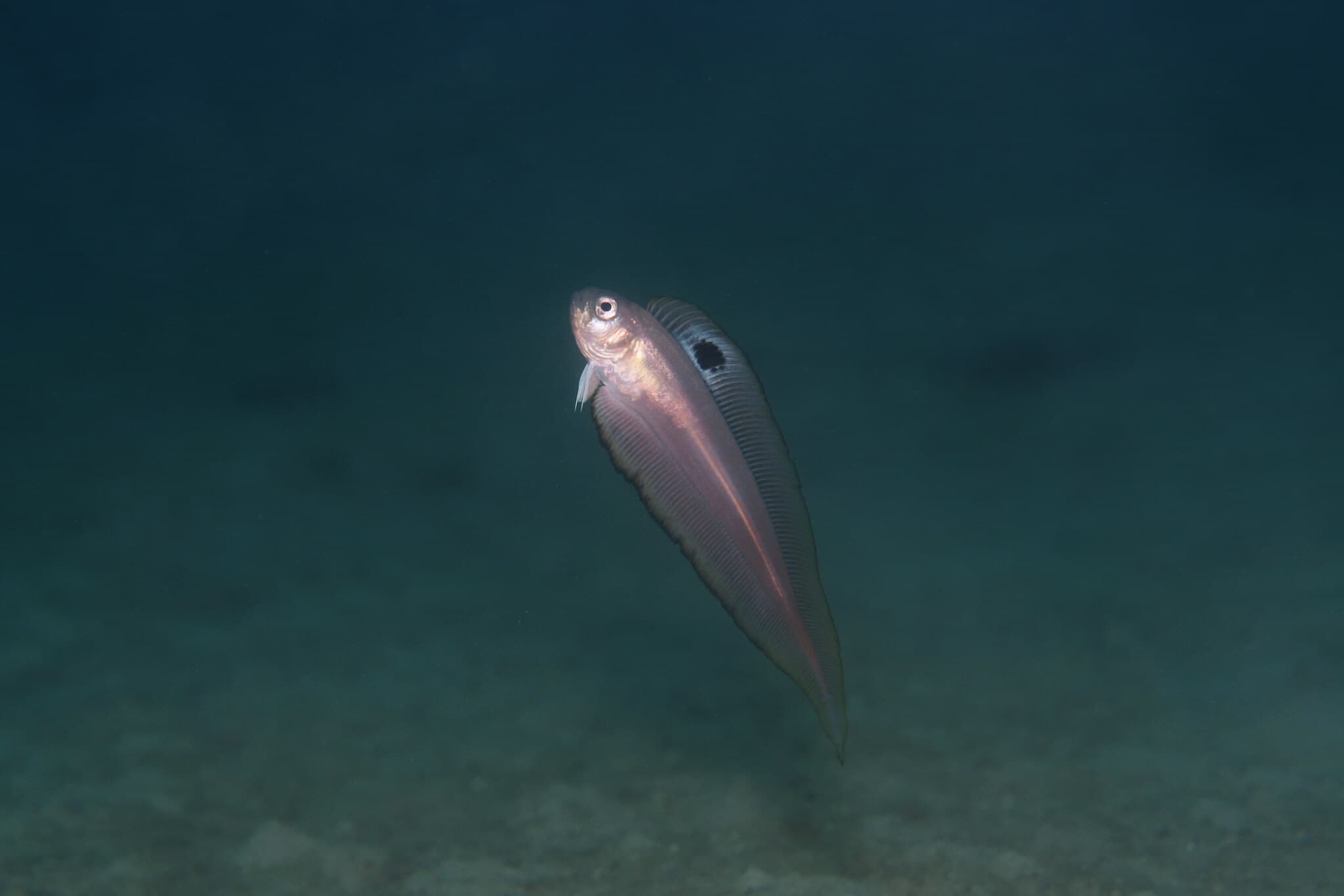 Indian Bandfish (Acanthocepola indica)