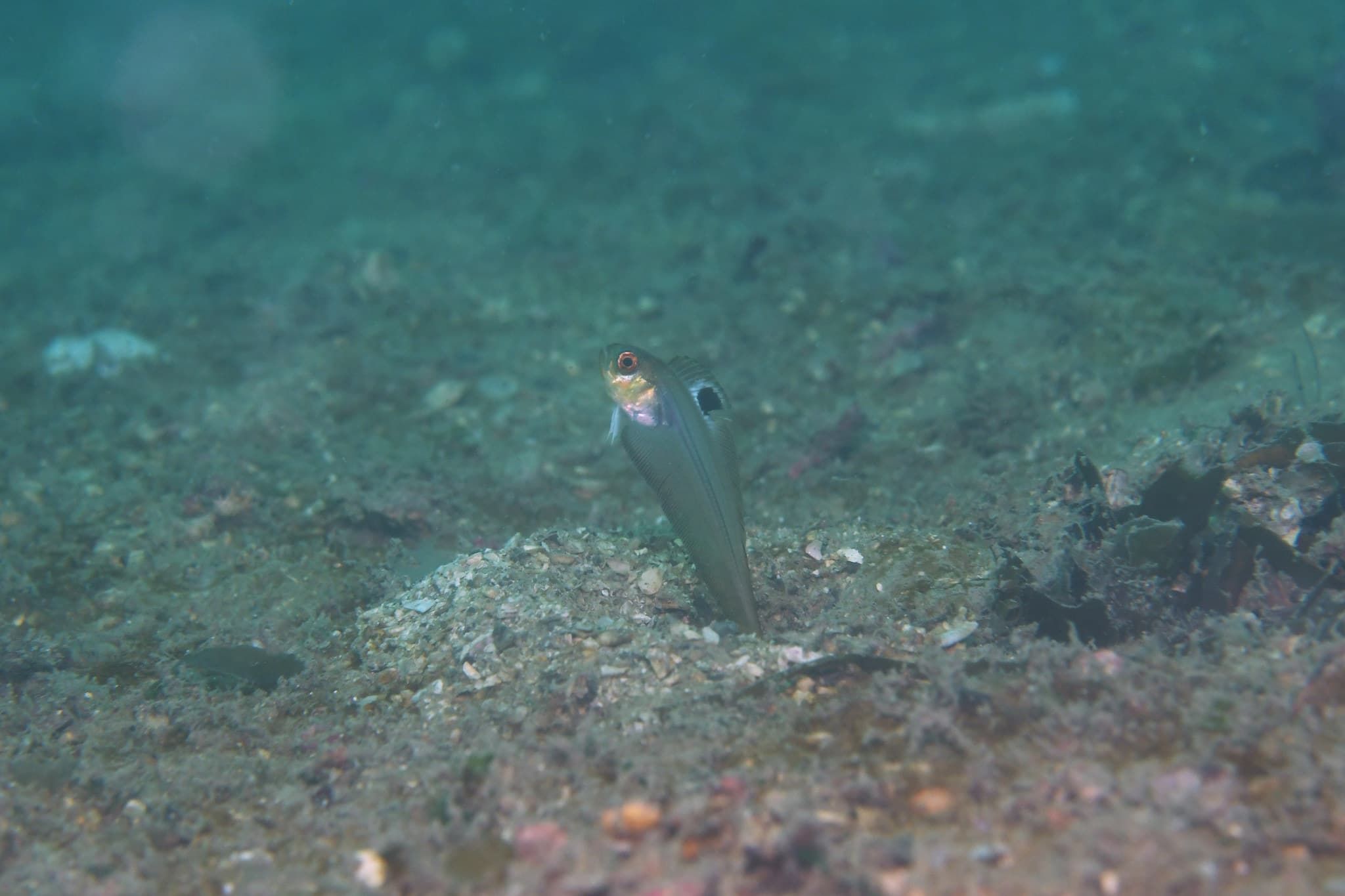 Indian Bandfish (Acanthocepola indica)