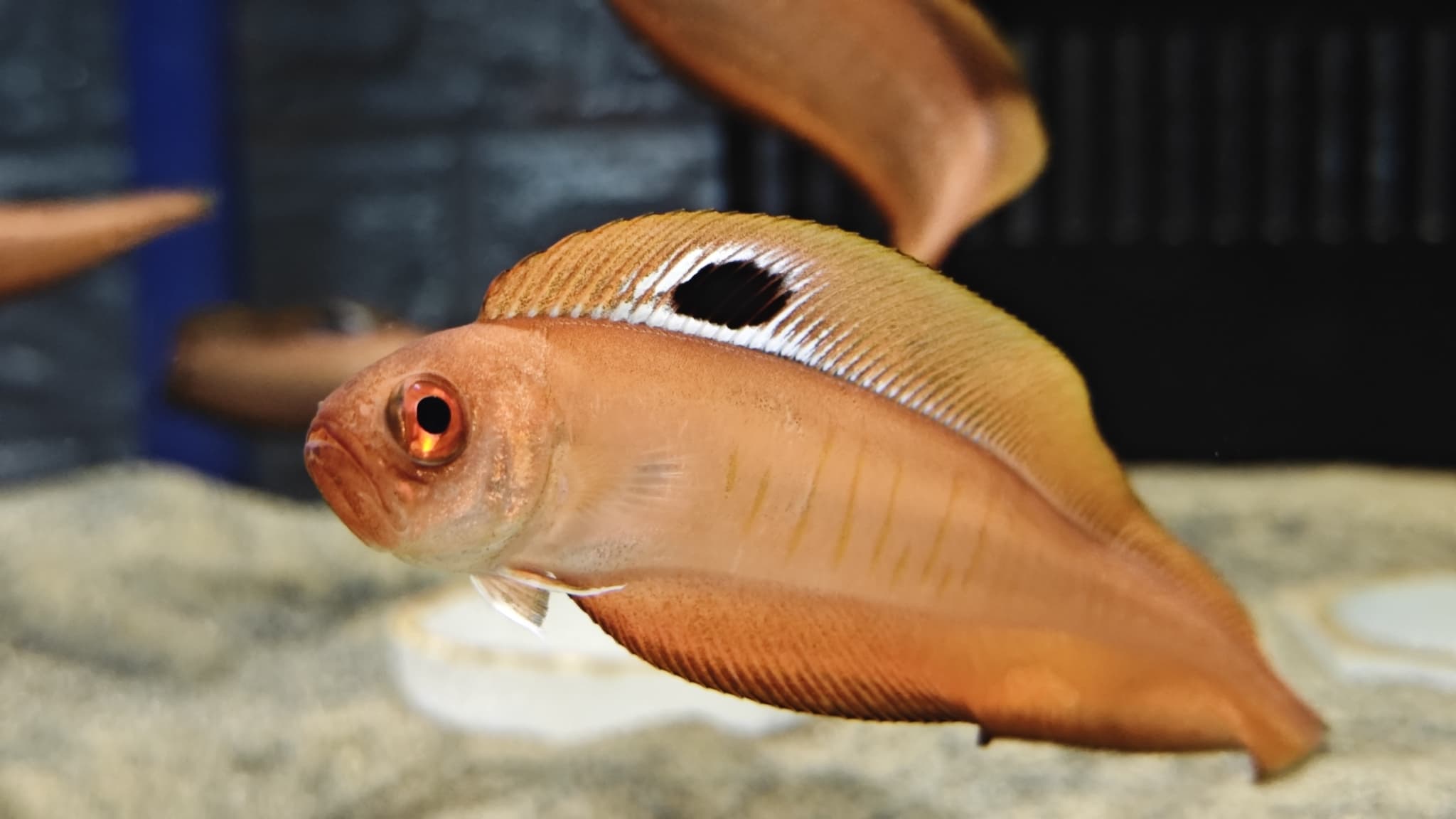 Indian Bandfish (Acanthocepola indica)