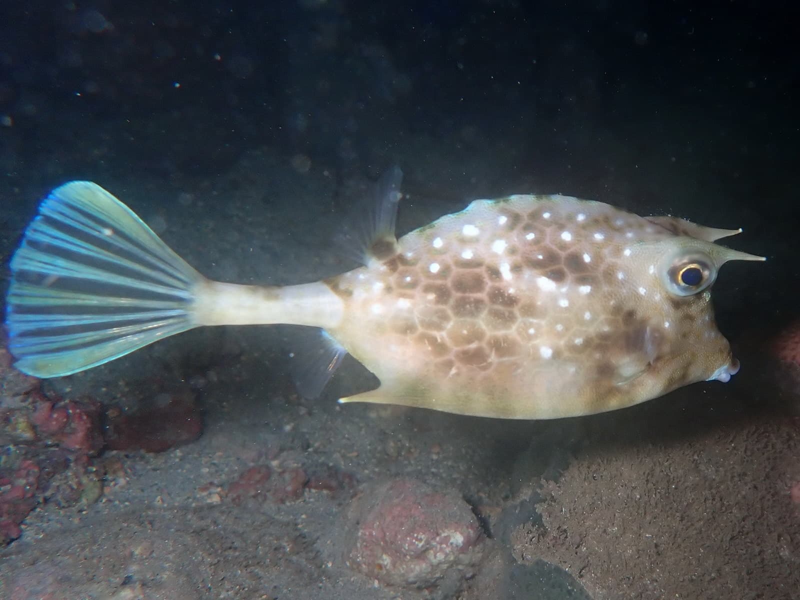 Island Cowfish (Acanthostracion notacanthus)