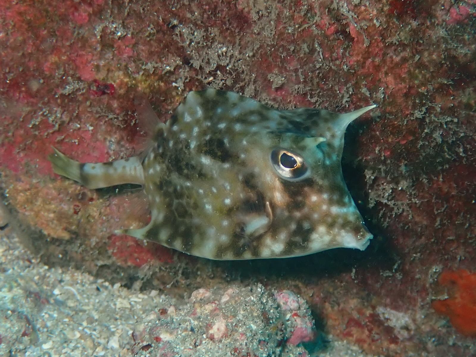 Island Cowfish (Acanthostracion notacanthus)