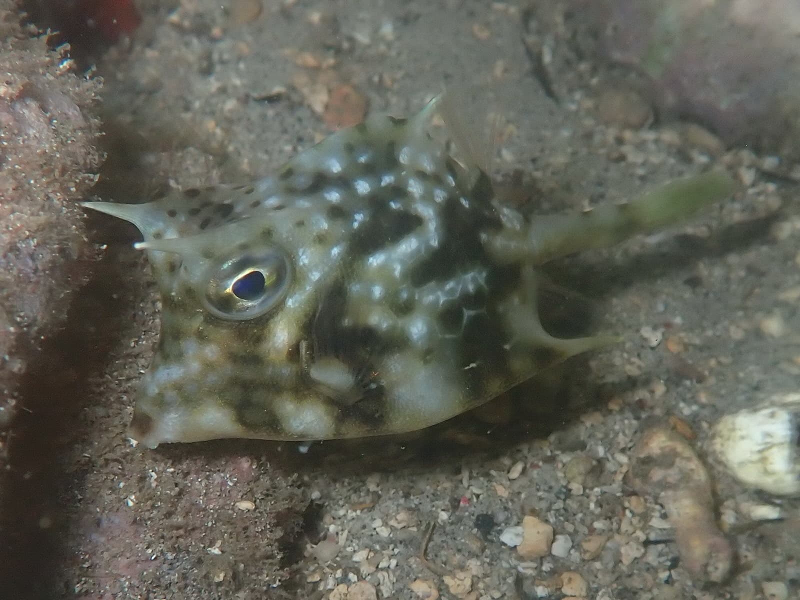 Island Cowfish (Acanthostracion notacanthus)