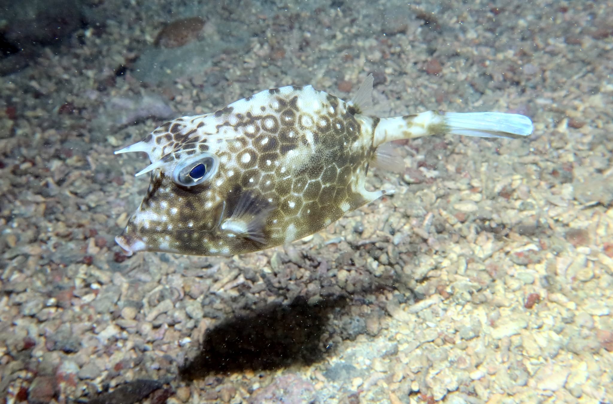 Island Cowfish (Acanthostracion notacanthus)