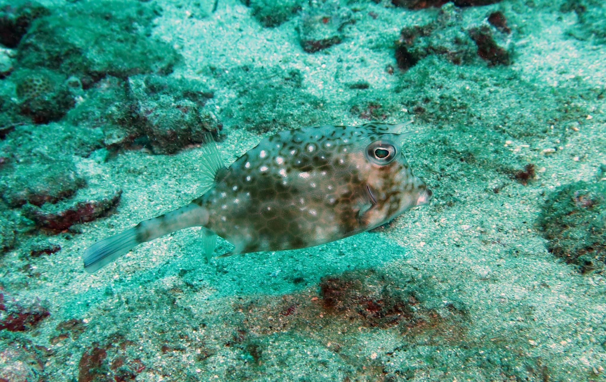 Island Cowfish (Acanthostracion notacanthus)